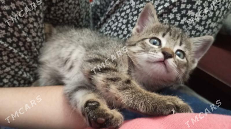 котёнок бесплатно - Türkmenabat - img 6