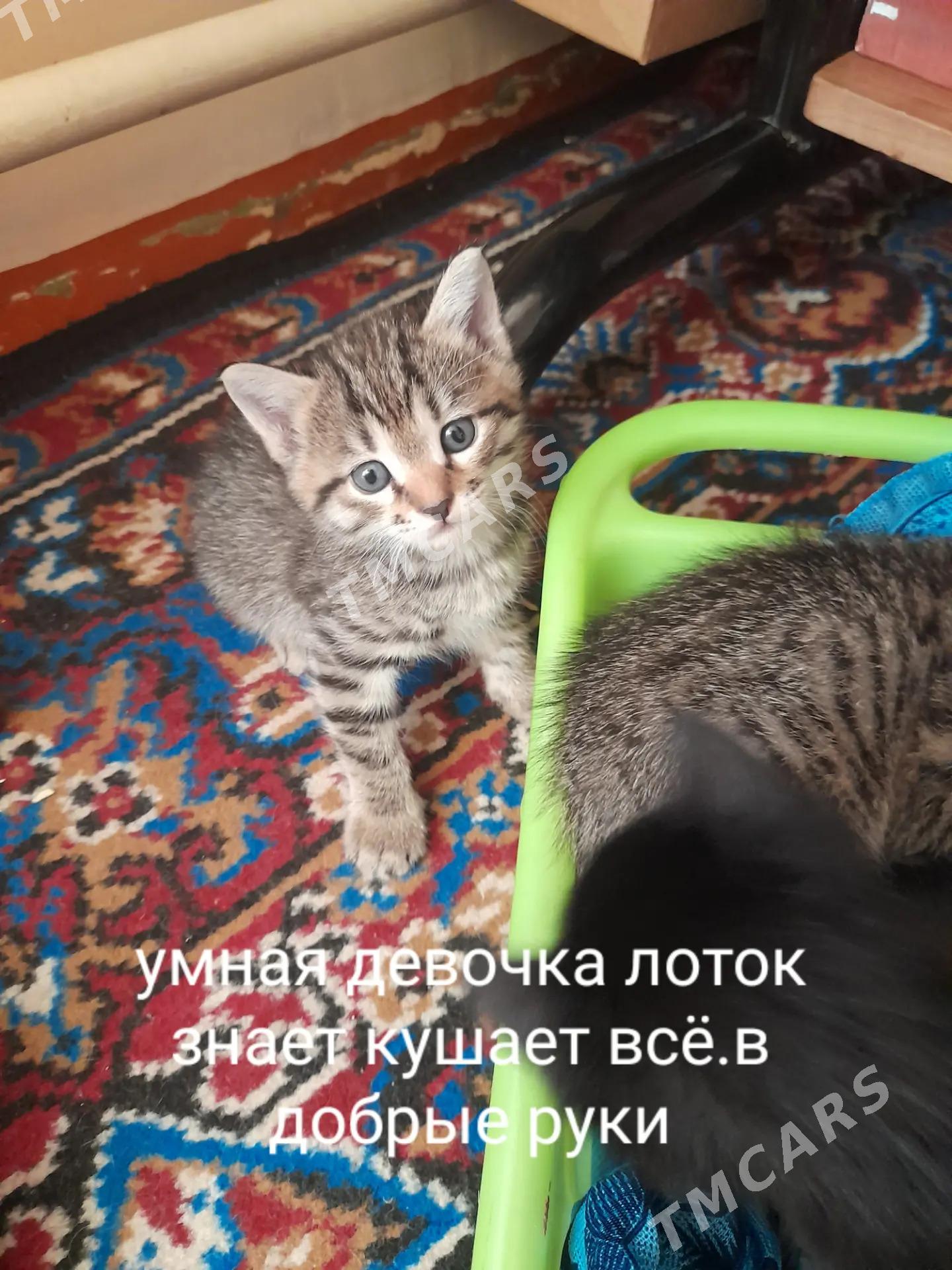 котёнок бесплатно - Türkmenabat - img 5
