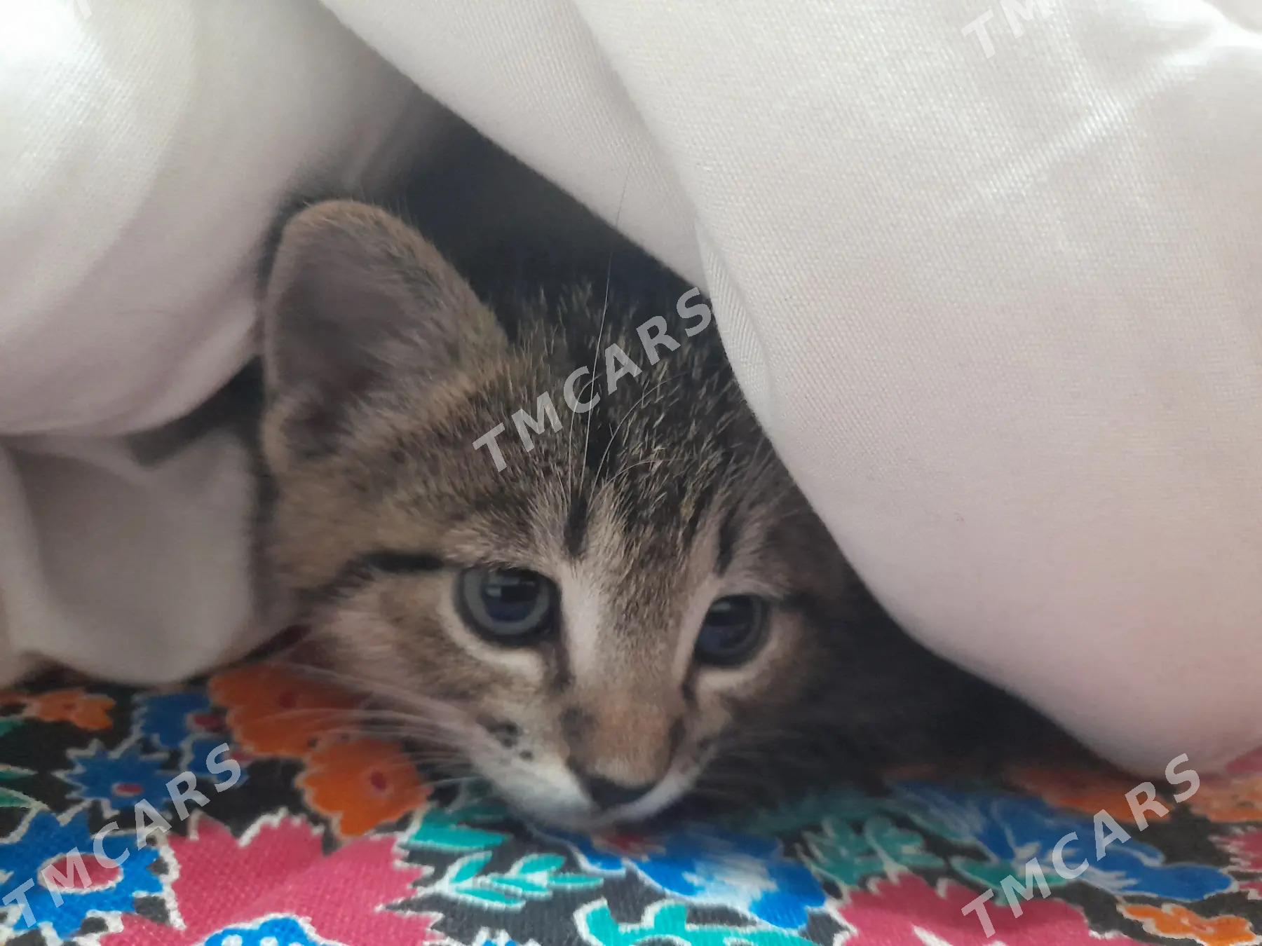 котёнок бесплатно - Türkmenabat - img 3