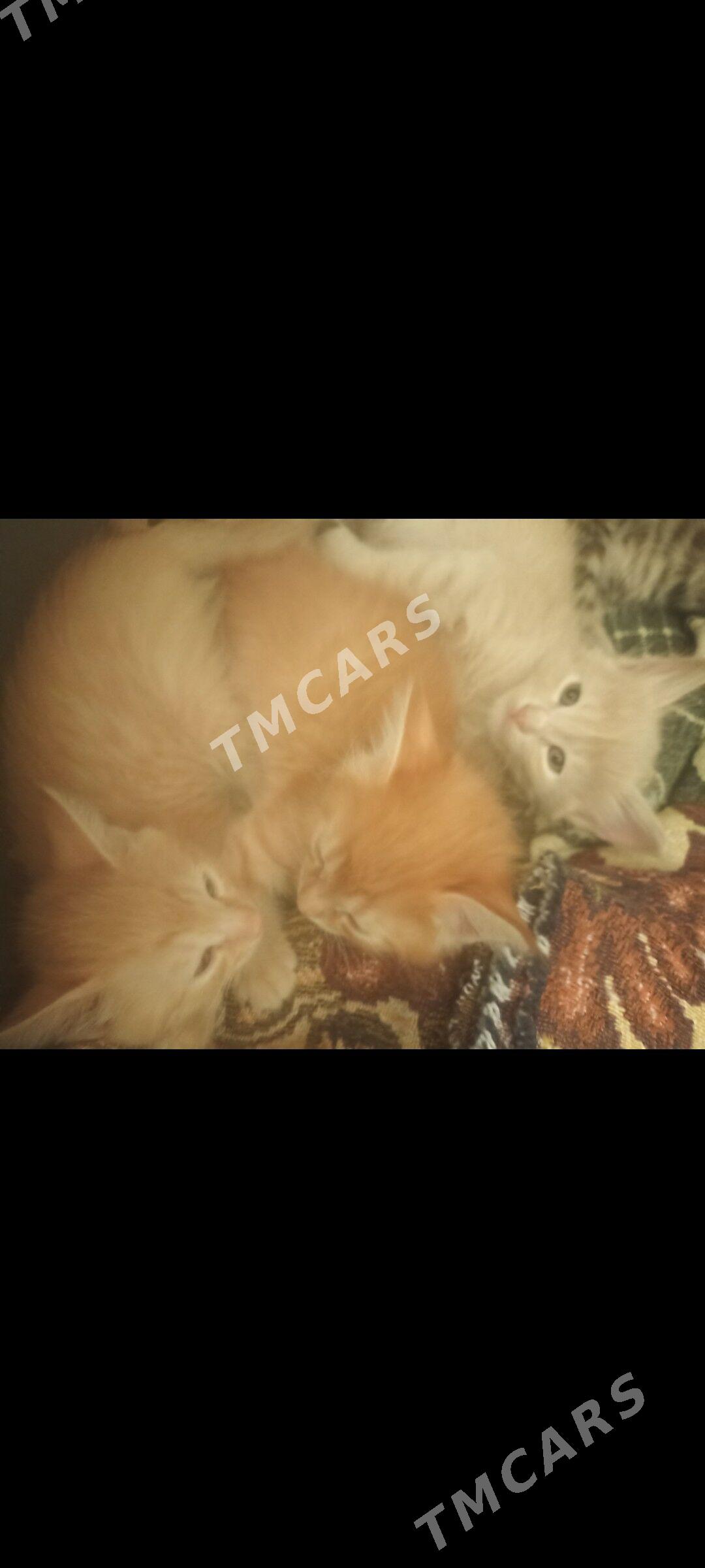 котята - Мир 5 - img 2