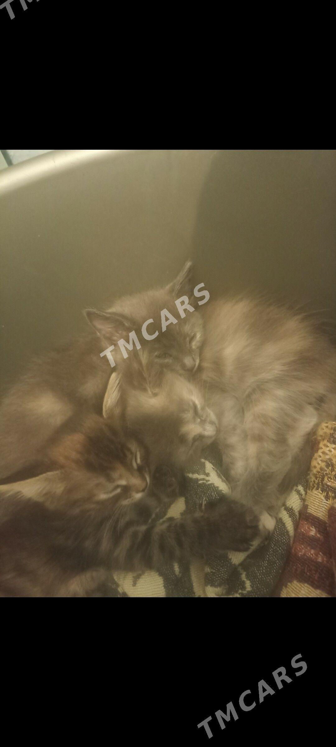 котята - Мир 5 - img 3