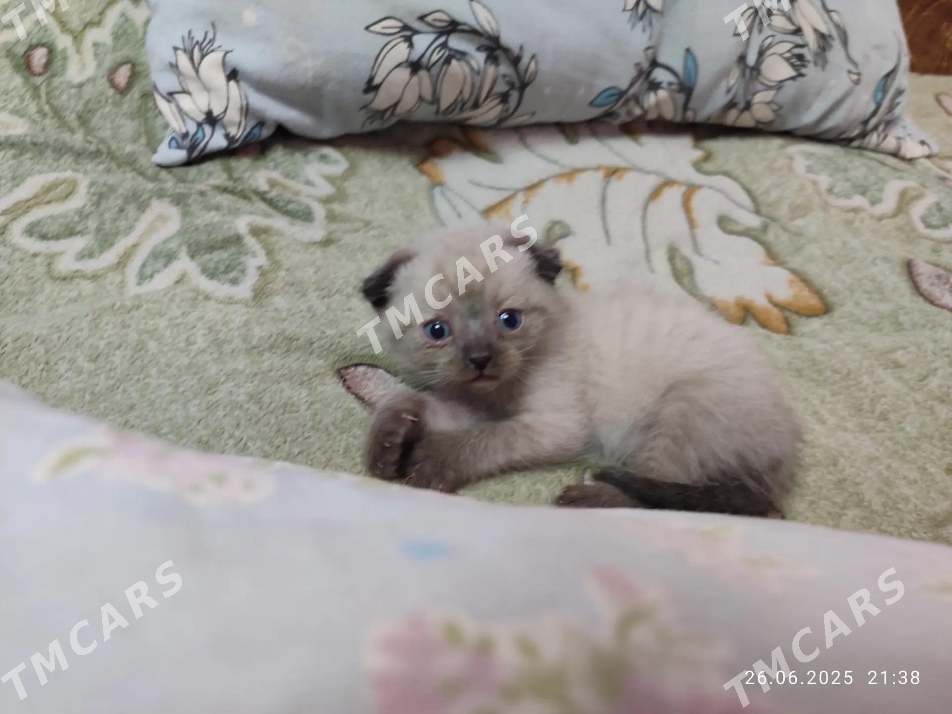 котенок - Чарджоу - img 3