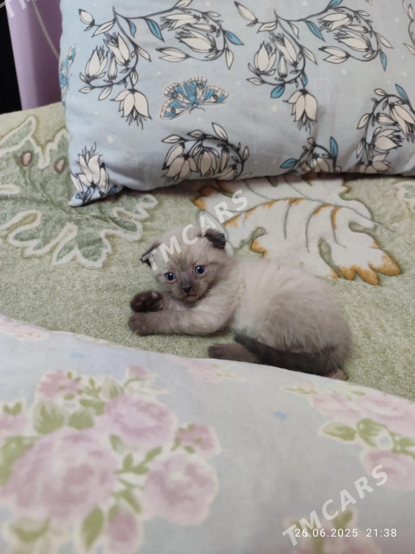 котенок - Чарджоу - img 2