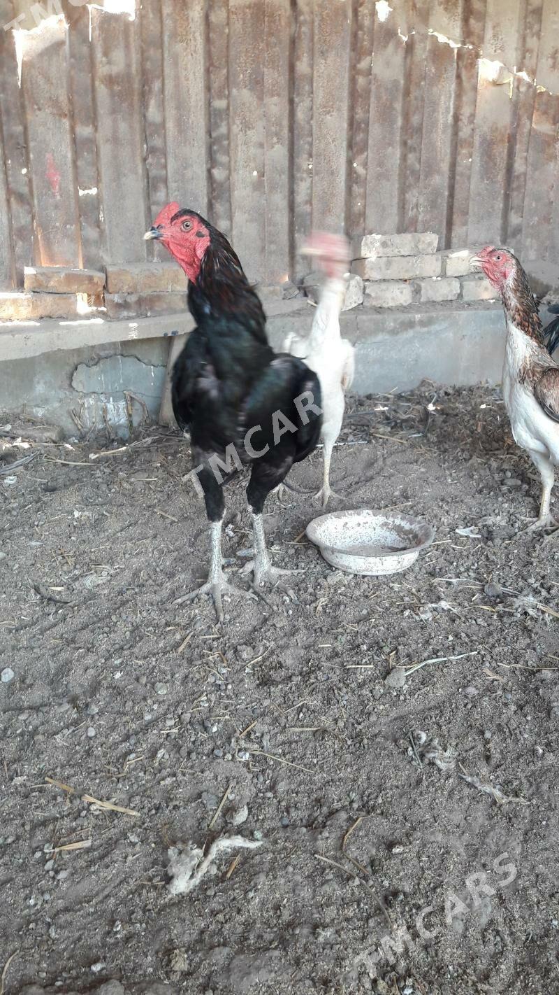ozbek - Türkmenabat - img 3