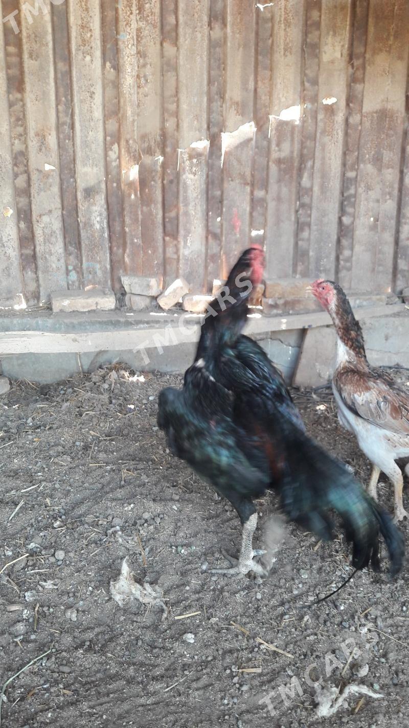 ozbek - Türkmenabat - img 2