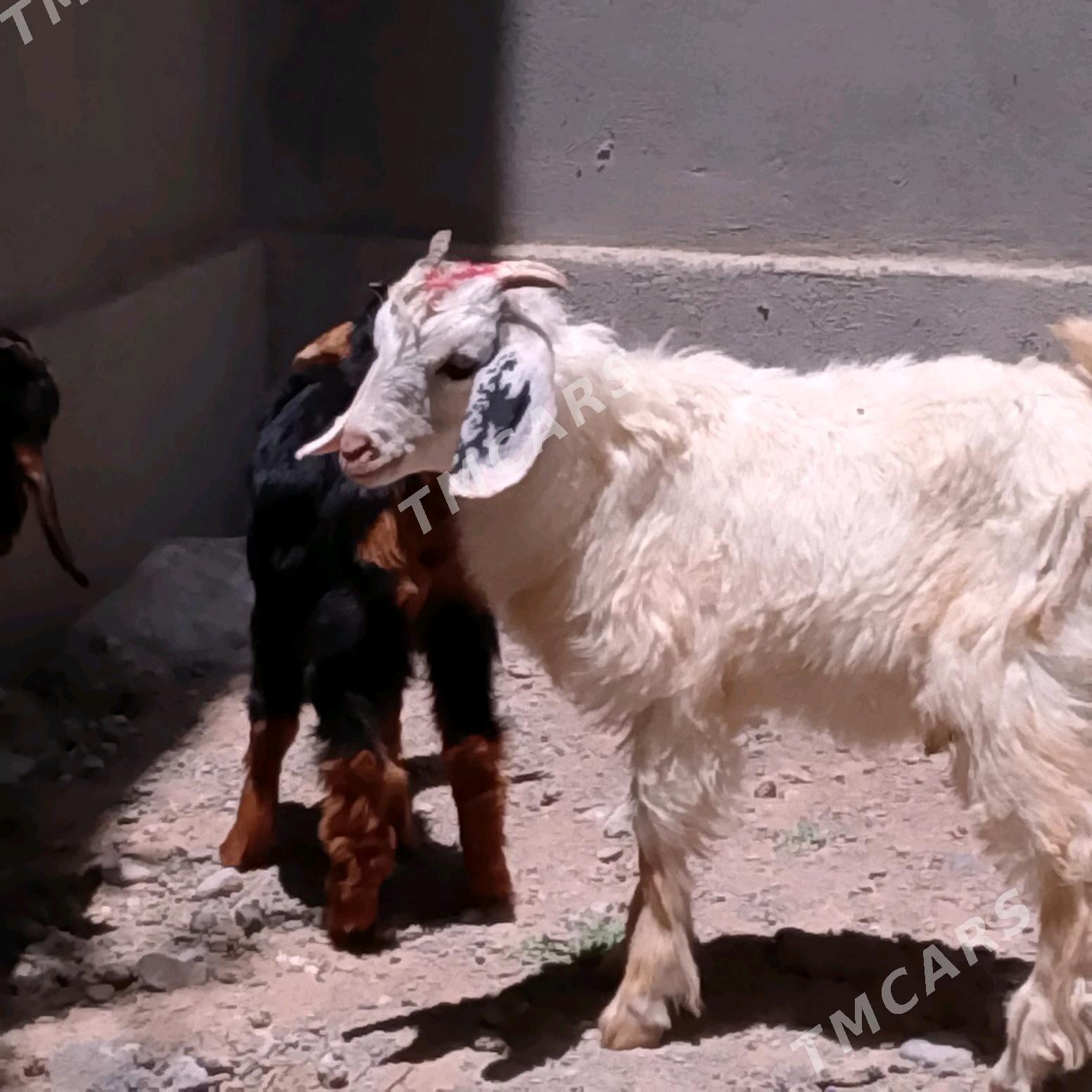 çewiş owlak - Änew - img 2