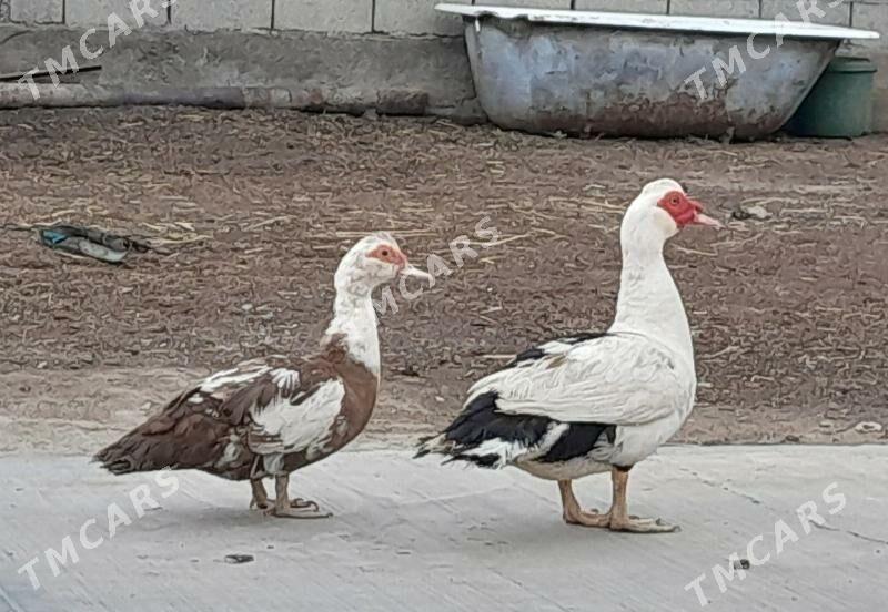 ÝAŞYLBAŞ 1 ERKEK 1 MÄKI - Gökdepe - img 4