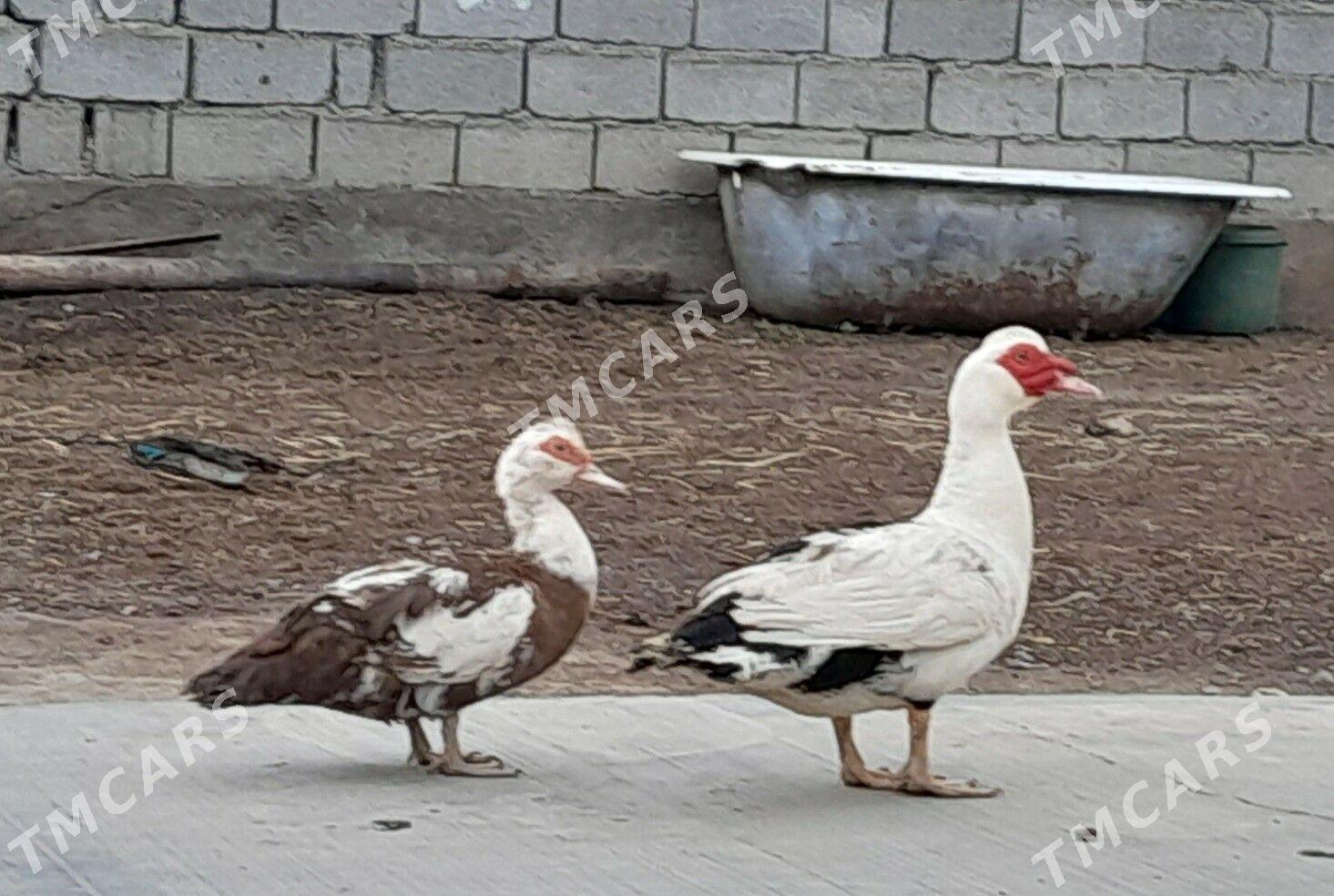 ÝAŞYLBAŞ 1 ERKEK 1 MÄKI - Gökdepe - img 2