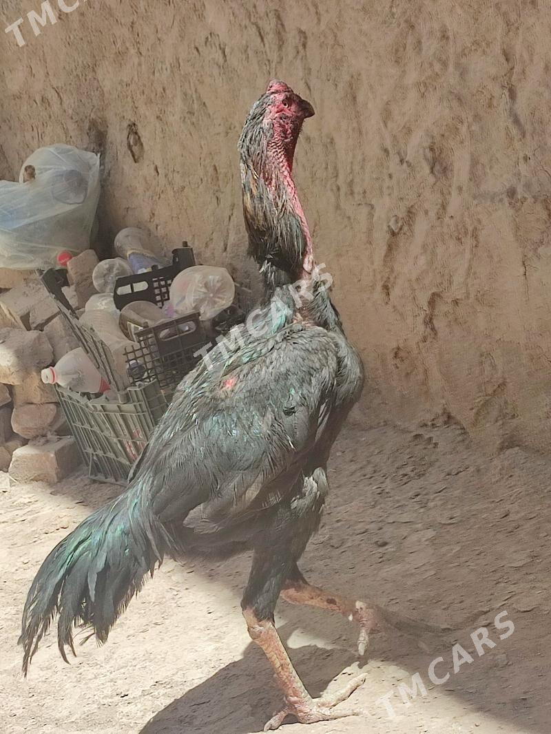 baysow - Çärjew - img 3