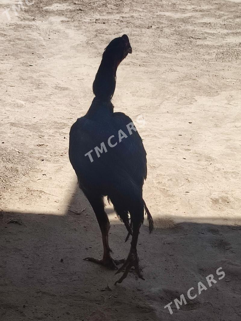 baysow - Çärjew - img 2