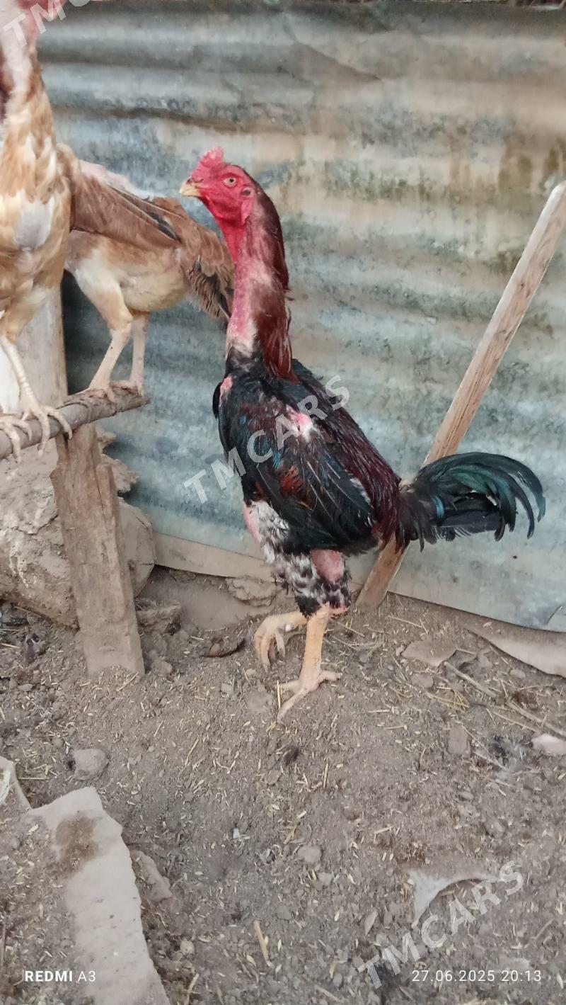 juje - Çärjew - img 2