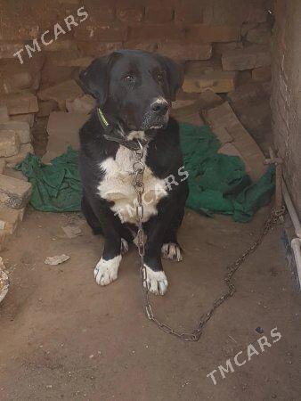 Labrador - Köneürgenç - img 1