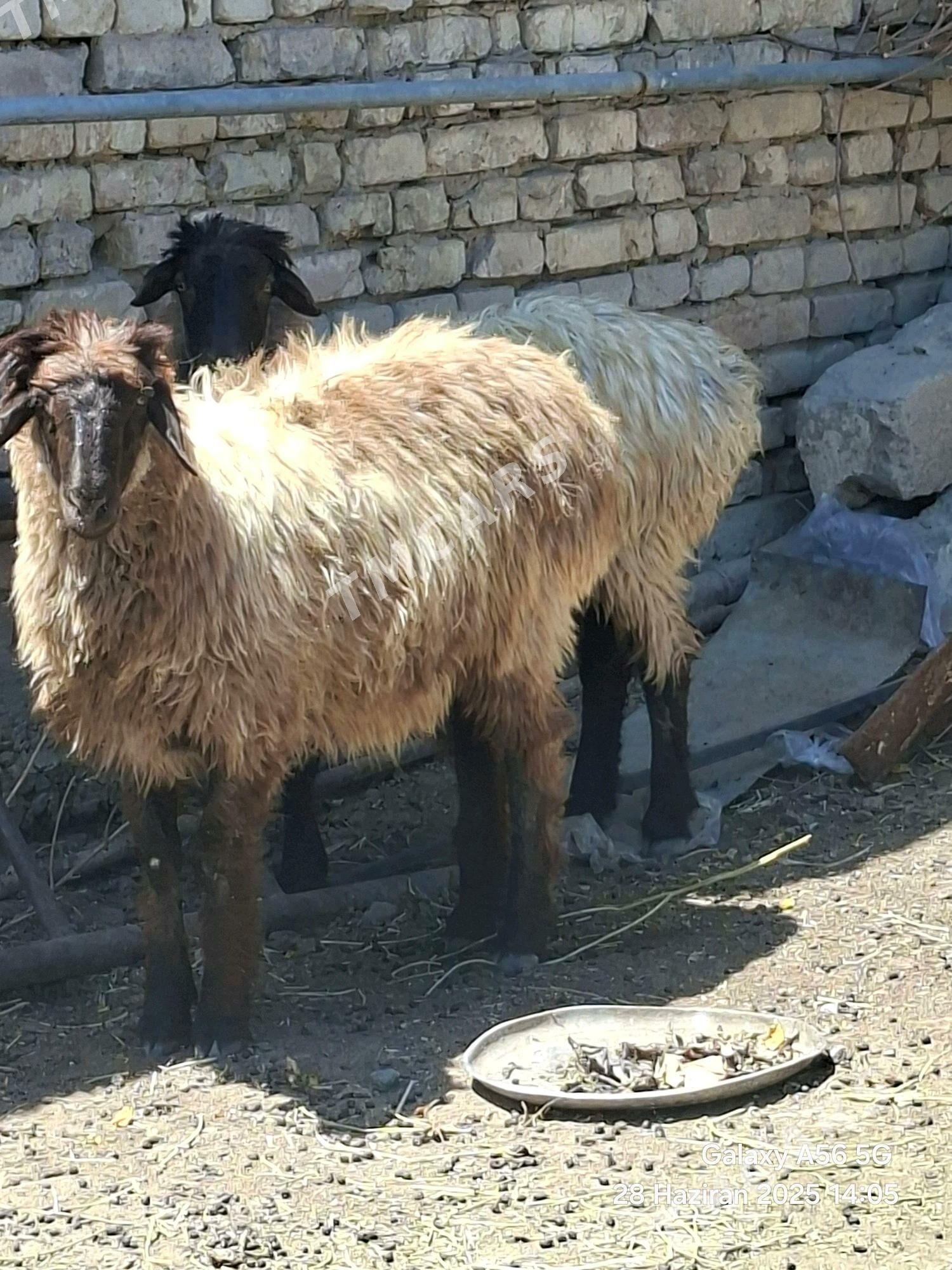 goyn - Aşgabat - img 2