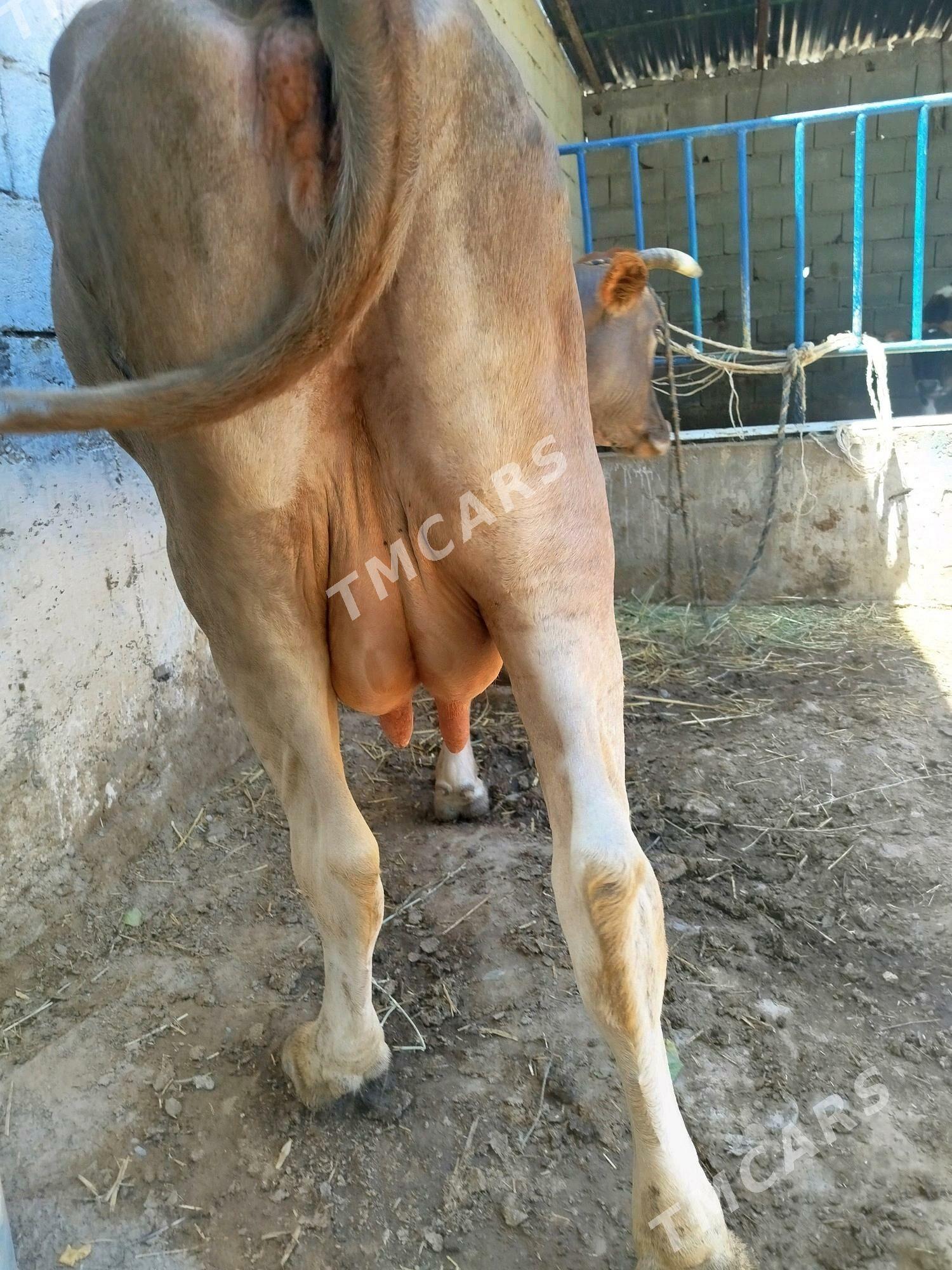 ŞİWES SAGYM - Çoganly - img 3