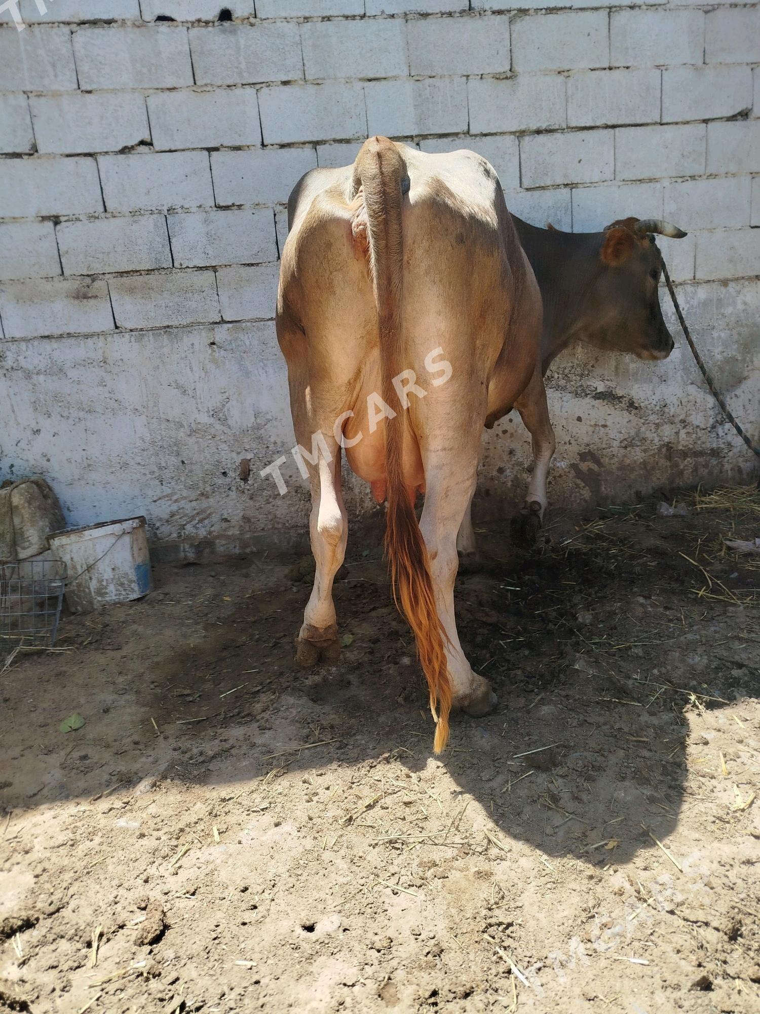 ŞİWES SAGYM - Çoganly - img 4