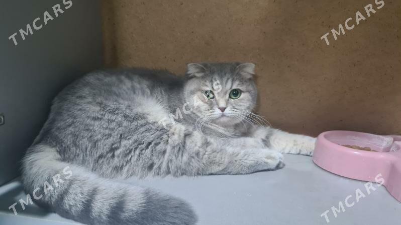 Şotland pişik - Aşgabat - img 2