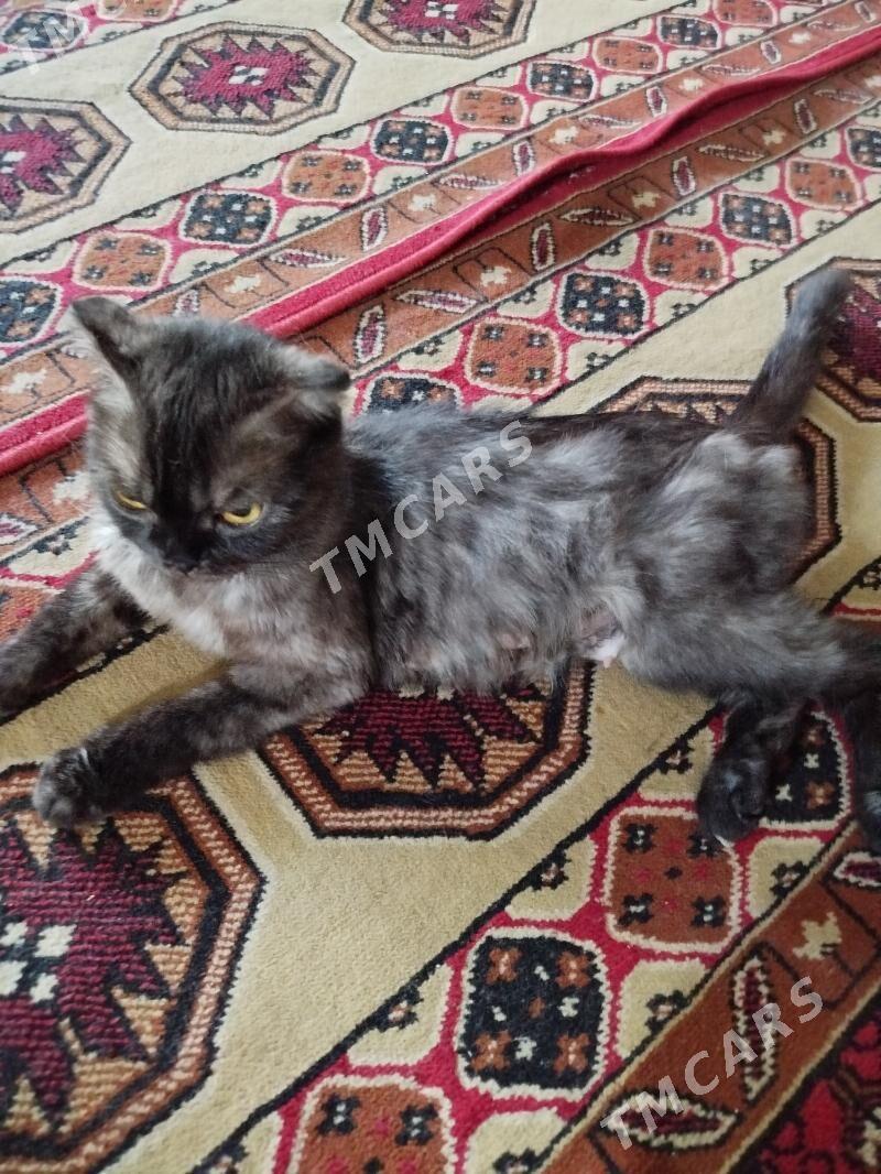 Şatlan pişik - Wekilbazar - img 2