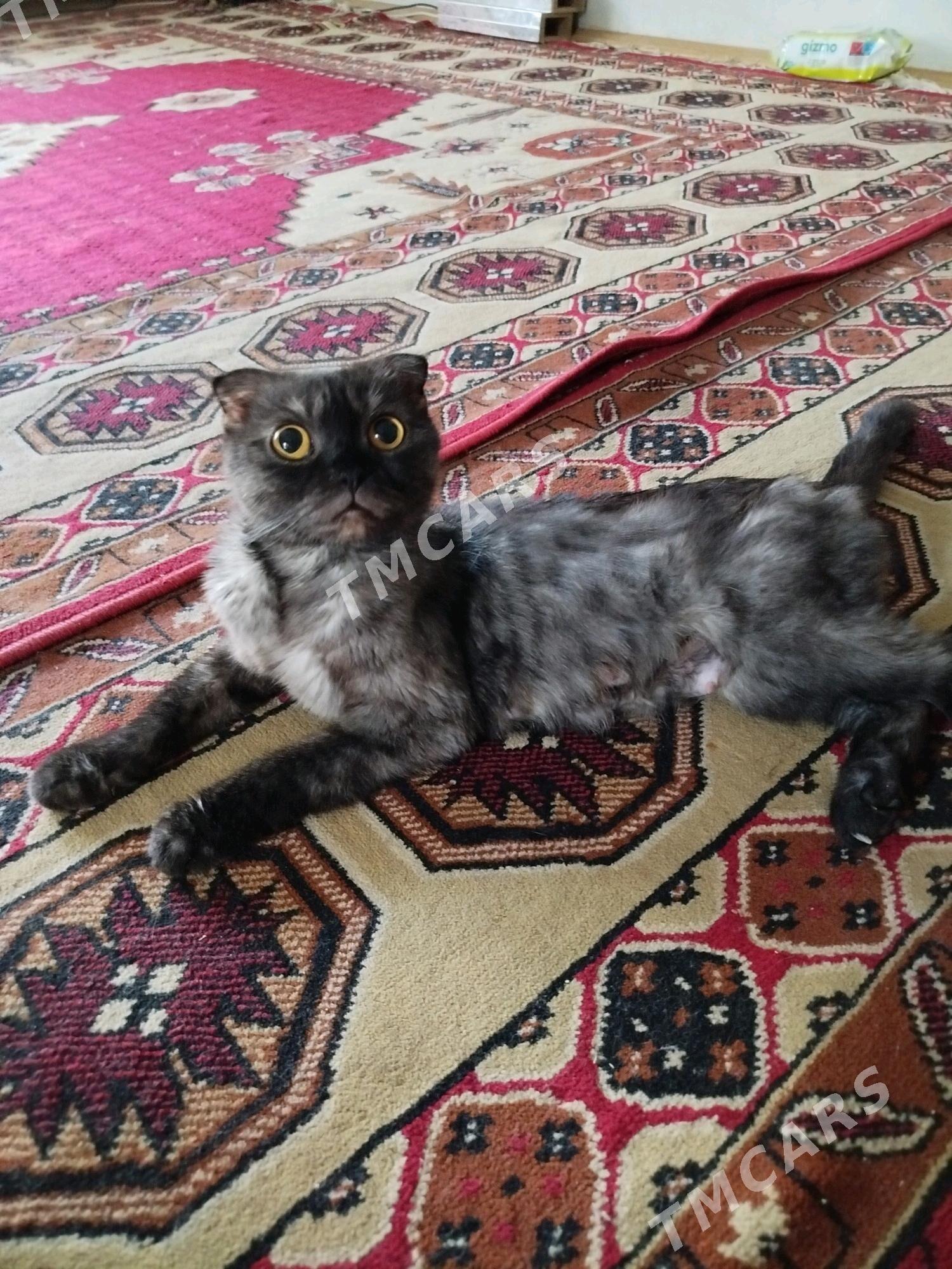 Şatlan pişik - Wekilbazar - img 4