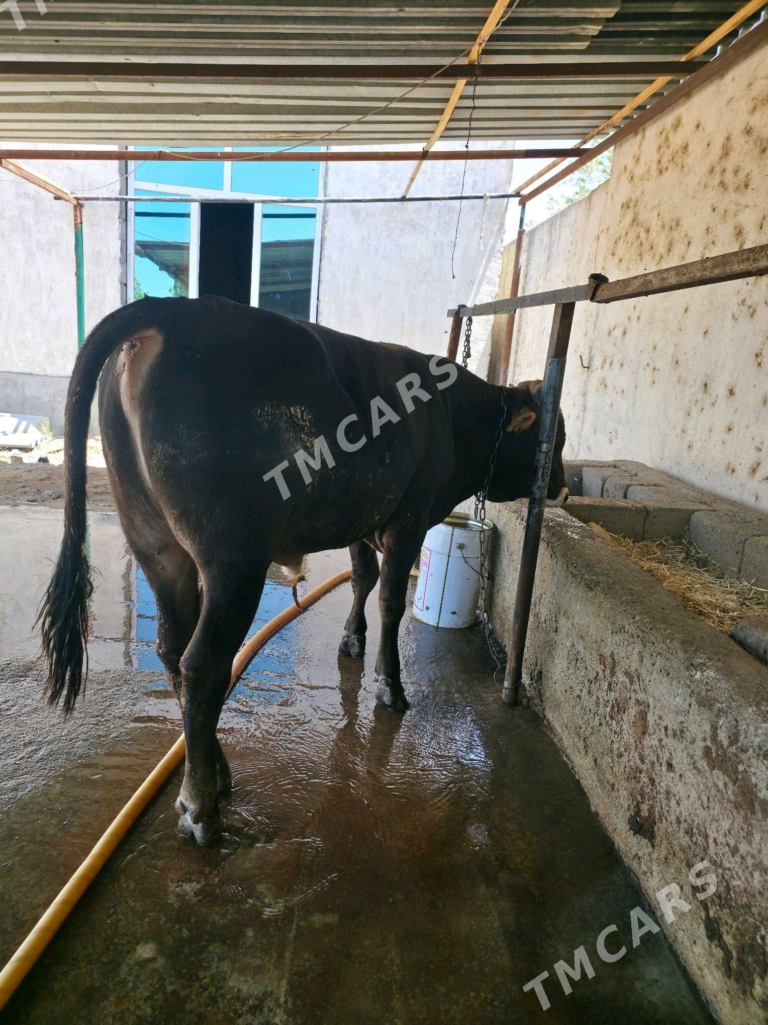 öküz we tüweler - Garadamak Şor - img 3
