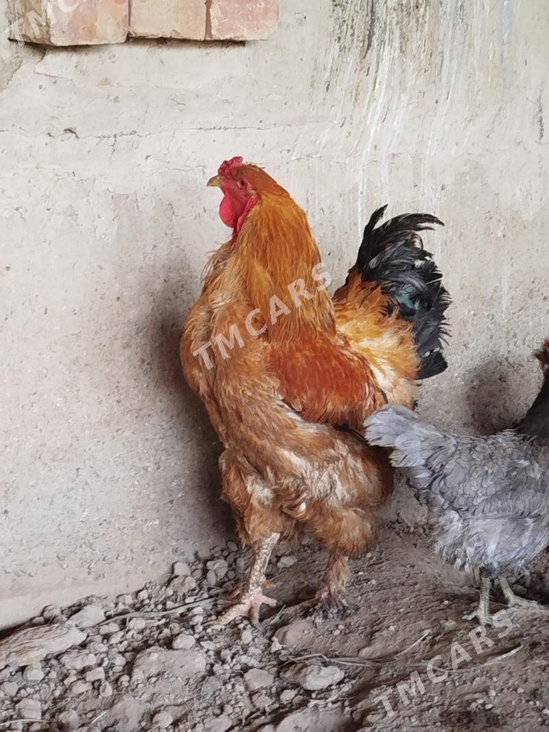 brama horaz - Türkmenabat - img 2