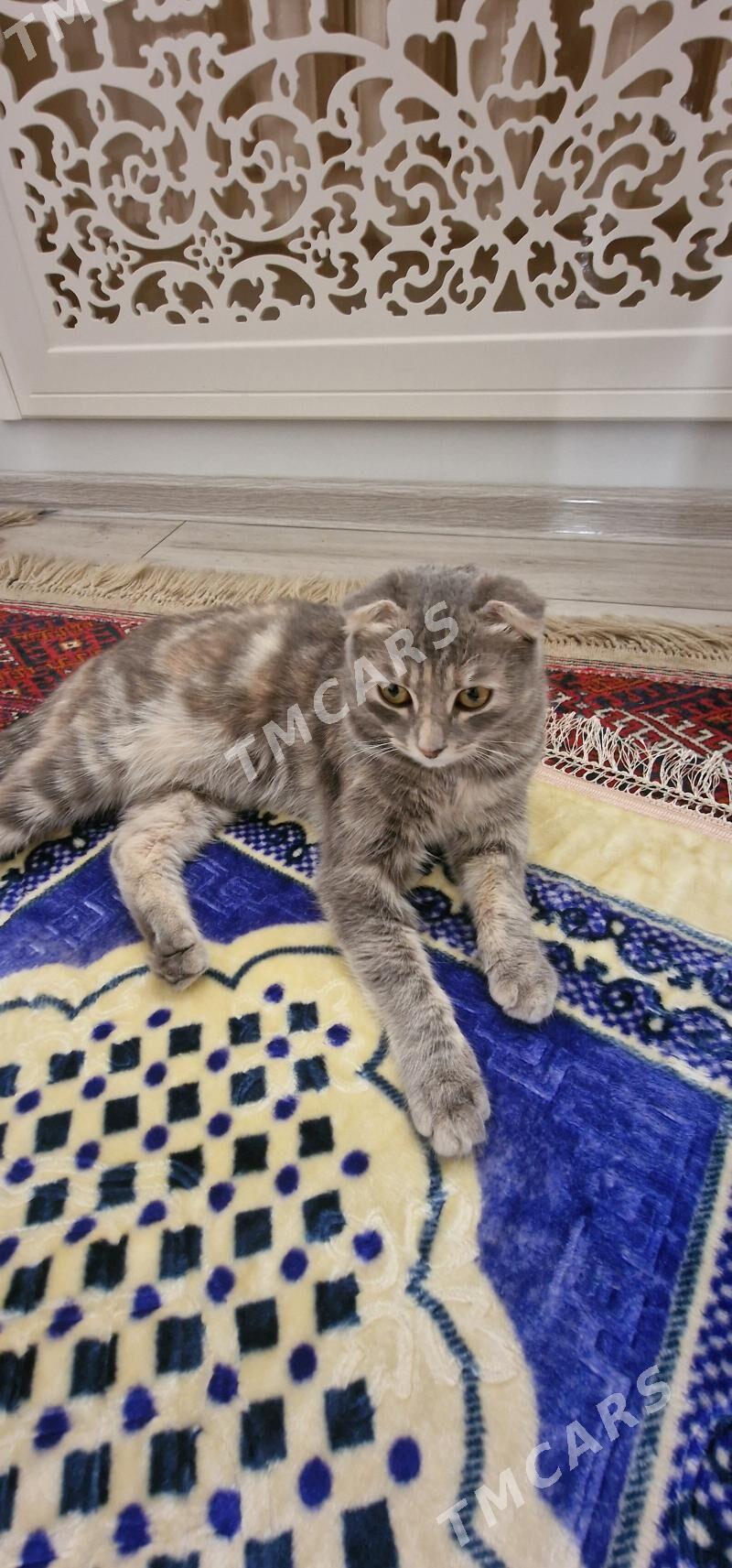4Шотландский пишик - Aşgabat - img 2