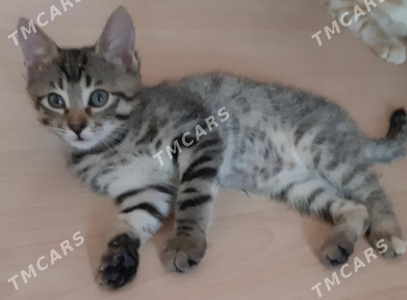отдам котенка - Ашхабад - img 2