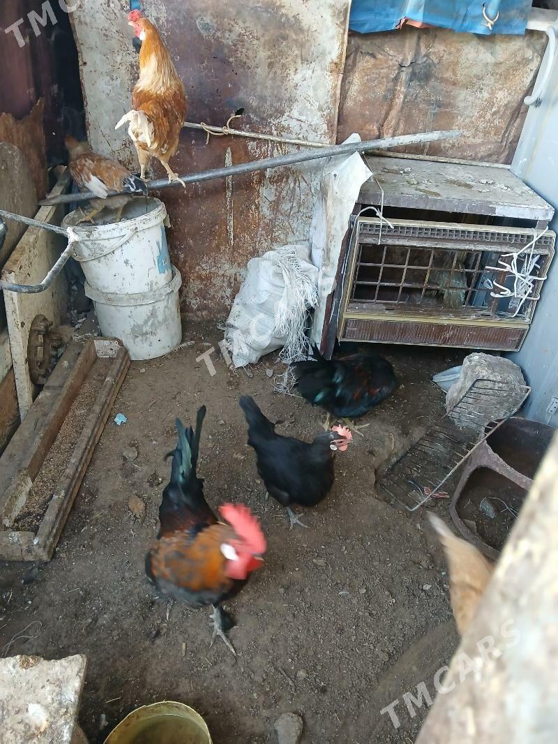 turkmen horaz - Hitrowka - img 1
