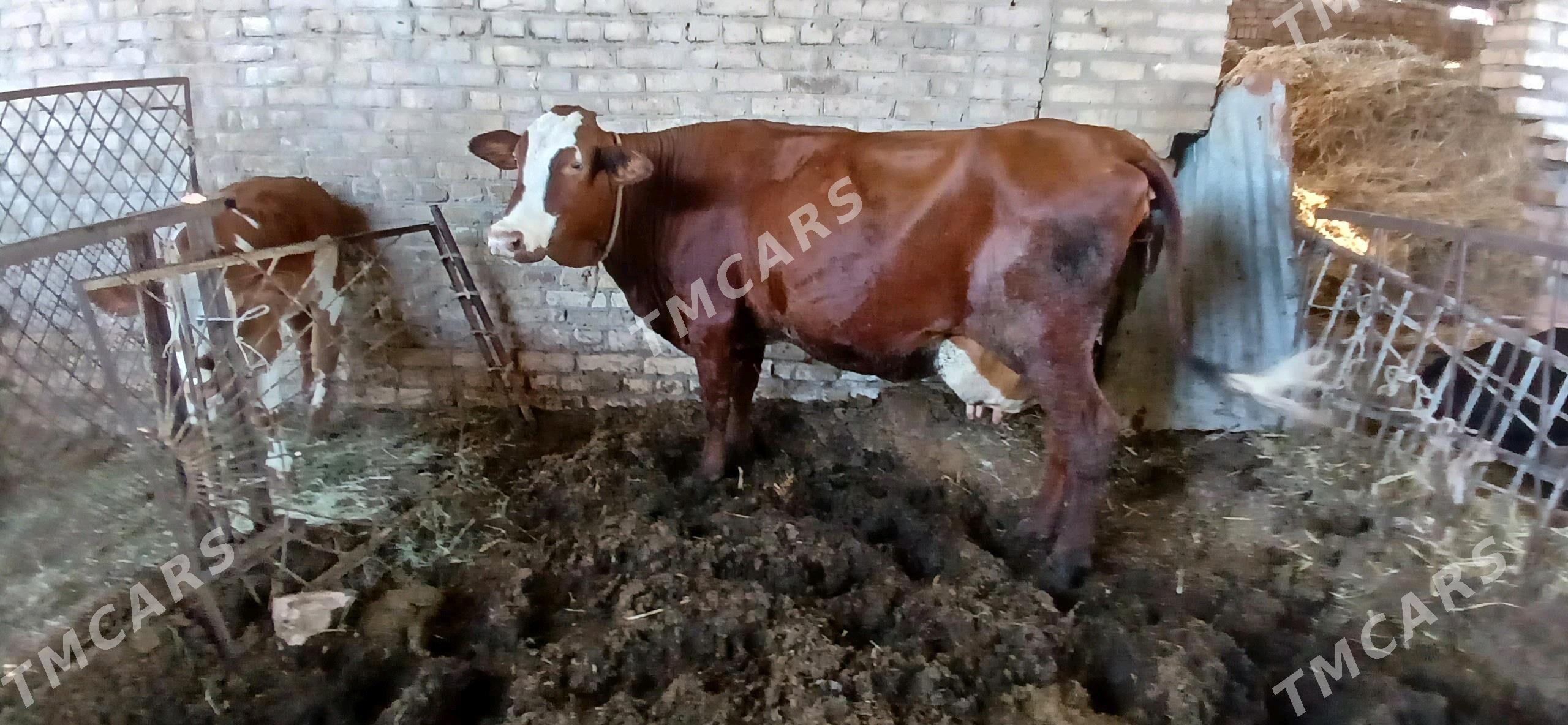 satlyk mal - Türkmenabat - img 3