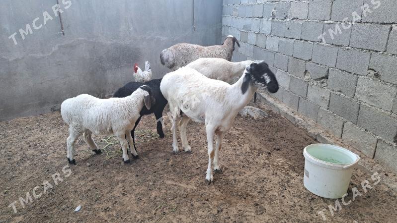 ARASSA GISAR - Aşgabat - img 4