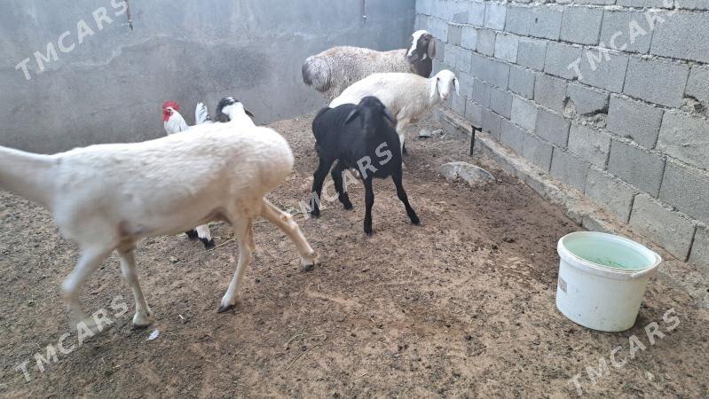 ARASSA GISAR - Aşgabat - img 5