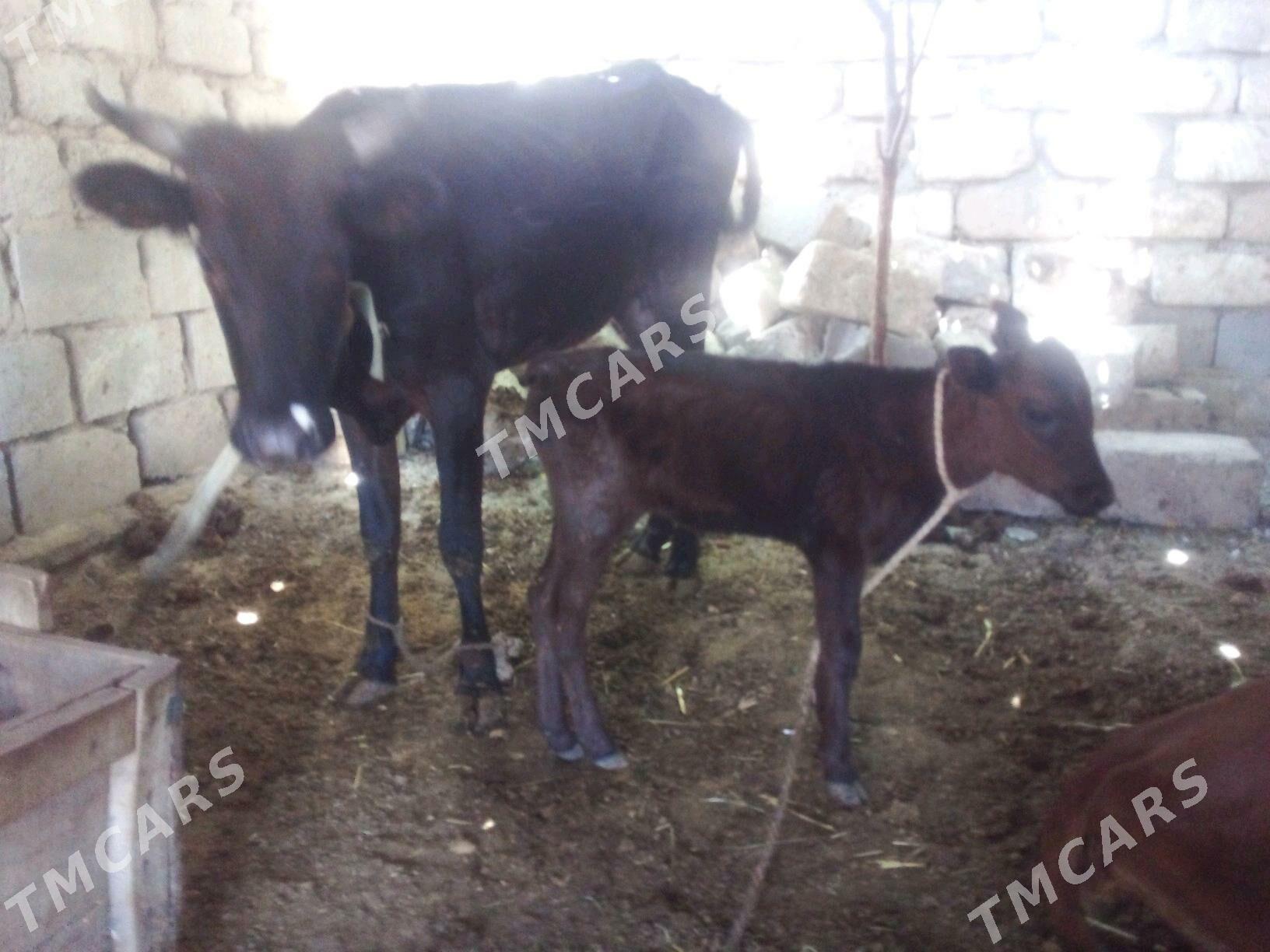 goleli sygyr - Bereket - img 3