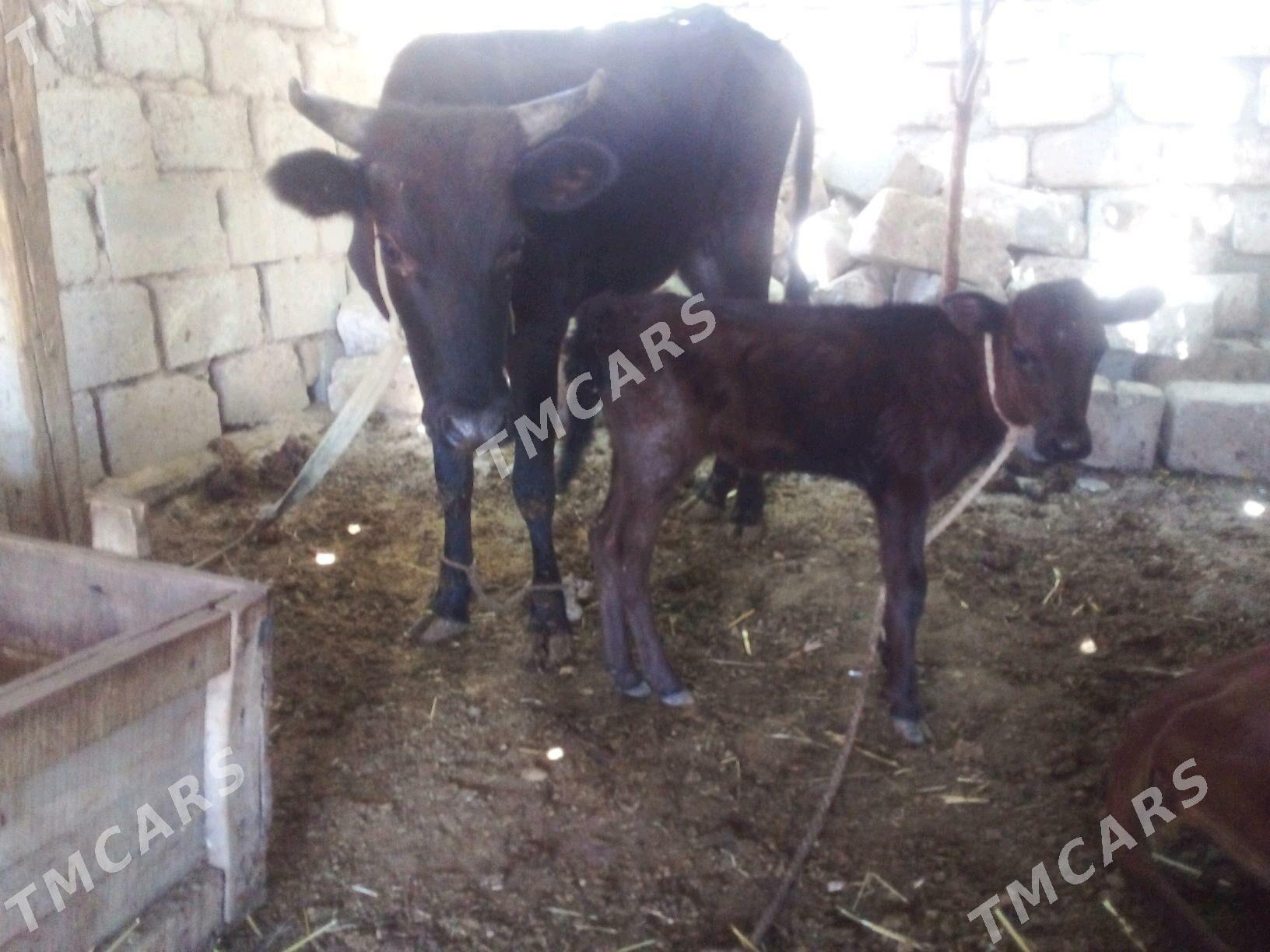 goleli sygyr - Bereket - img 2