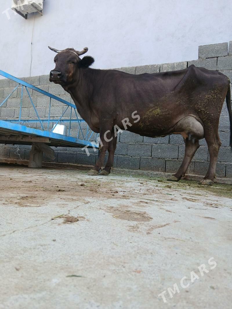 Göleli sygyr - Çoganly - img 2