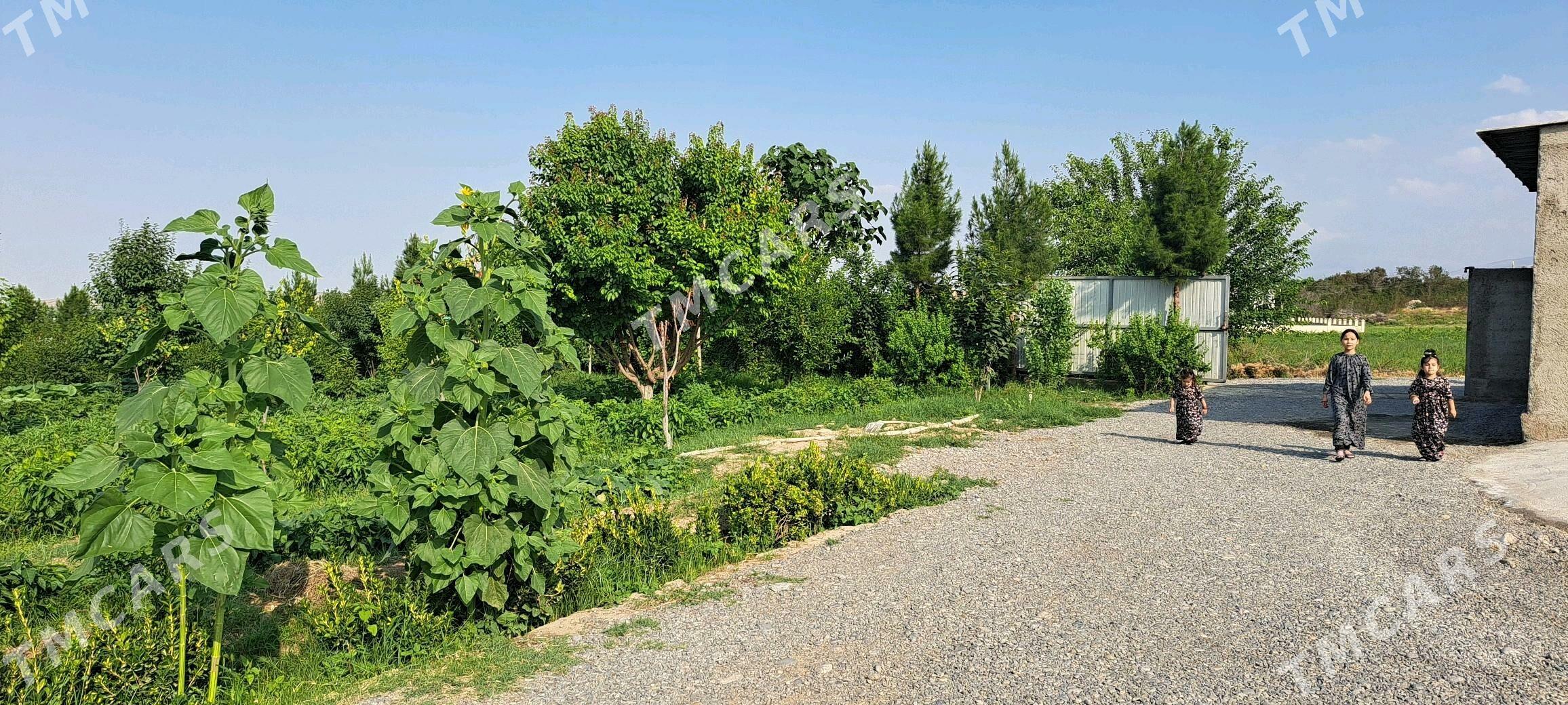 Bagyrda arenda - Багир - img 4