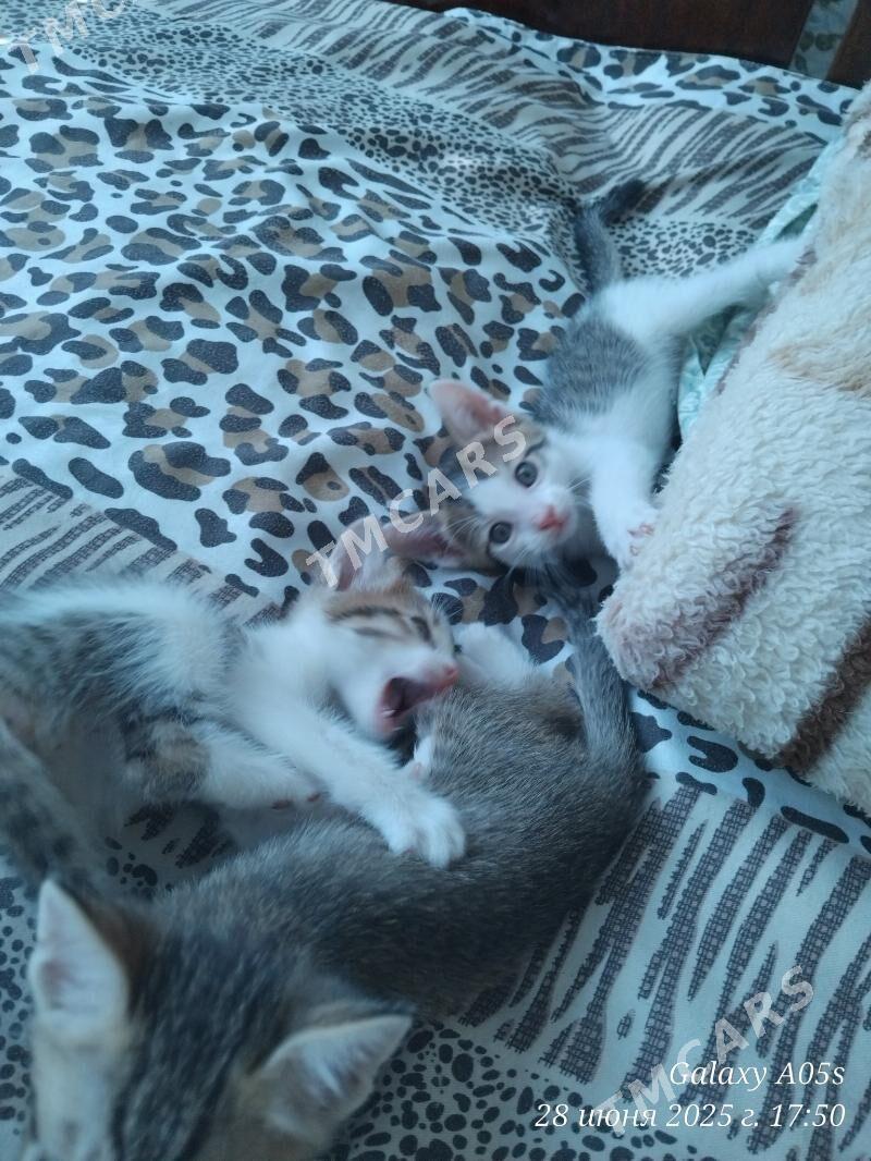 котята - Туркменабат - img 2