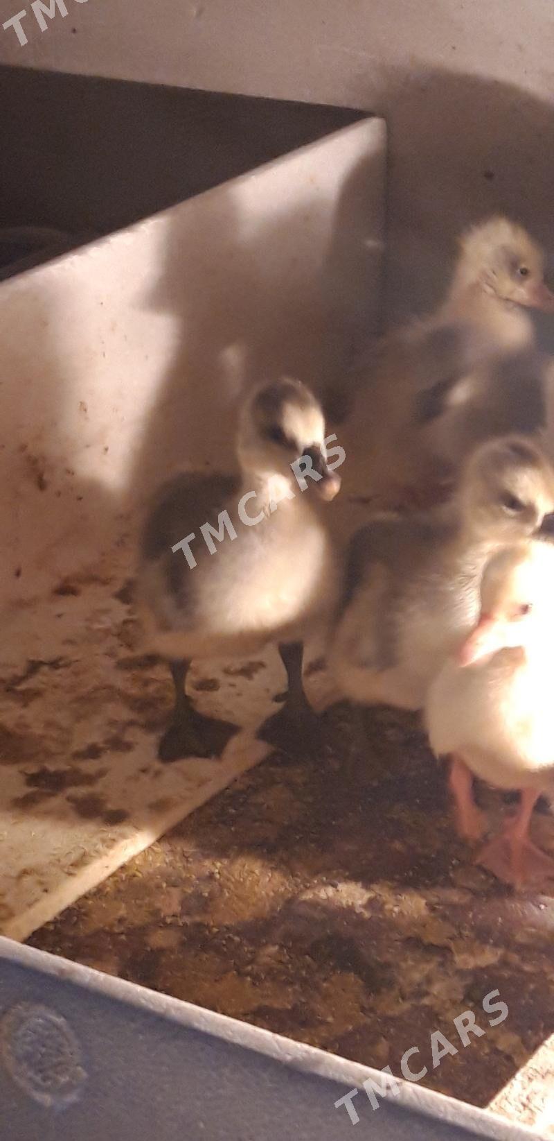 gaz juyje - Şabat etr. - img 2