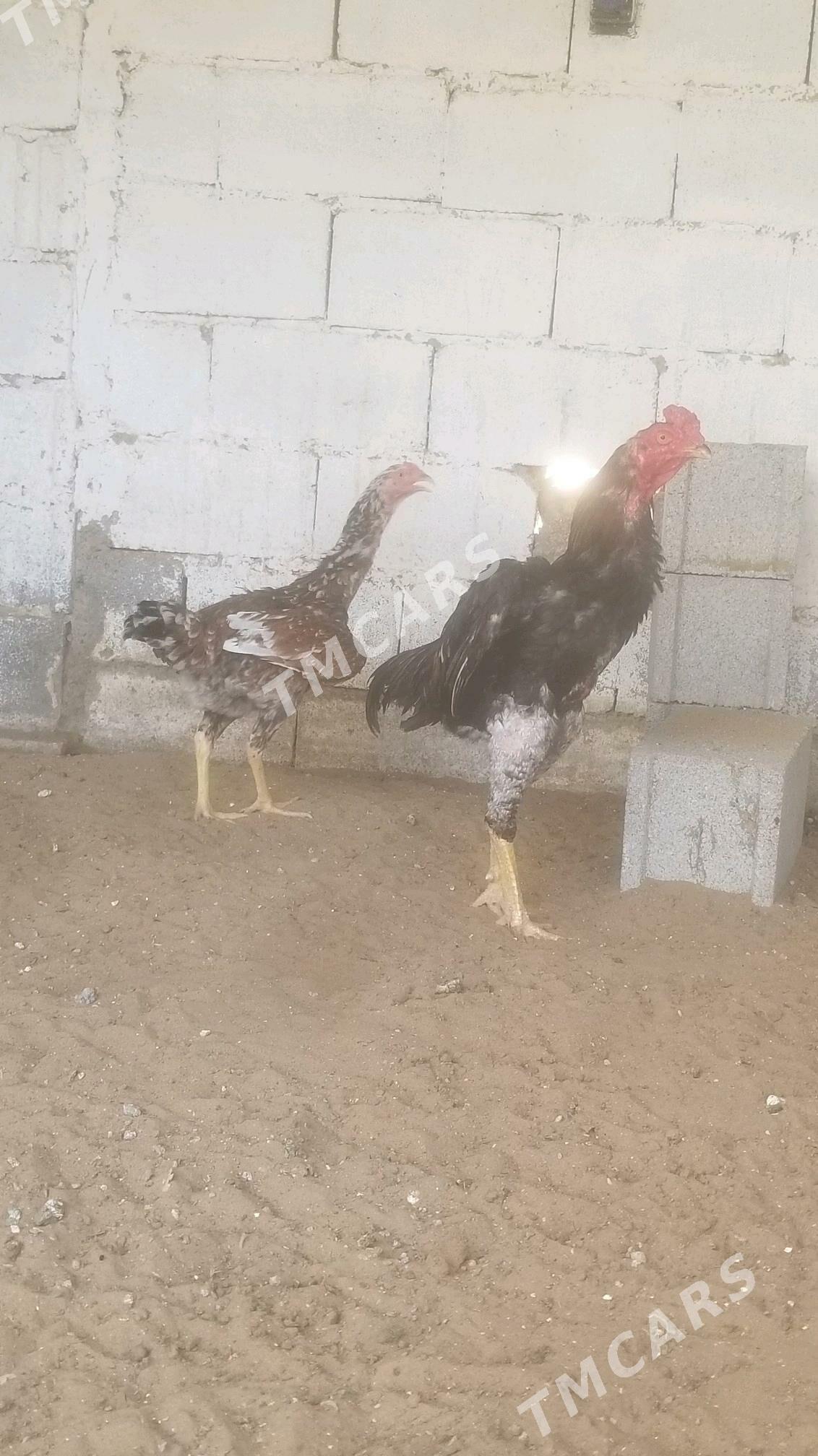 taşkent - Köşi - img 2