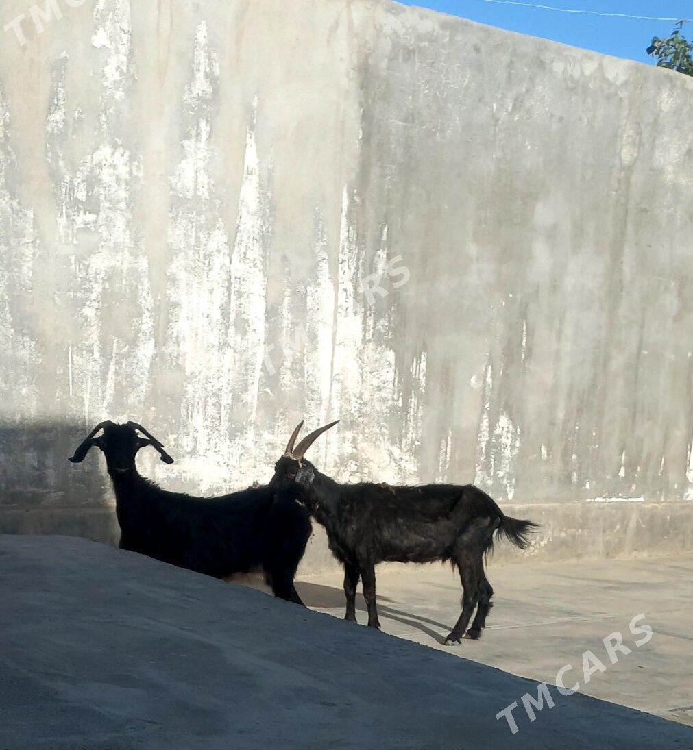 geciler - Aşgabat - img 2
