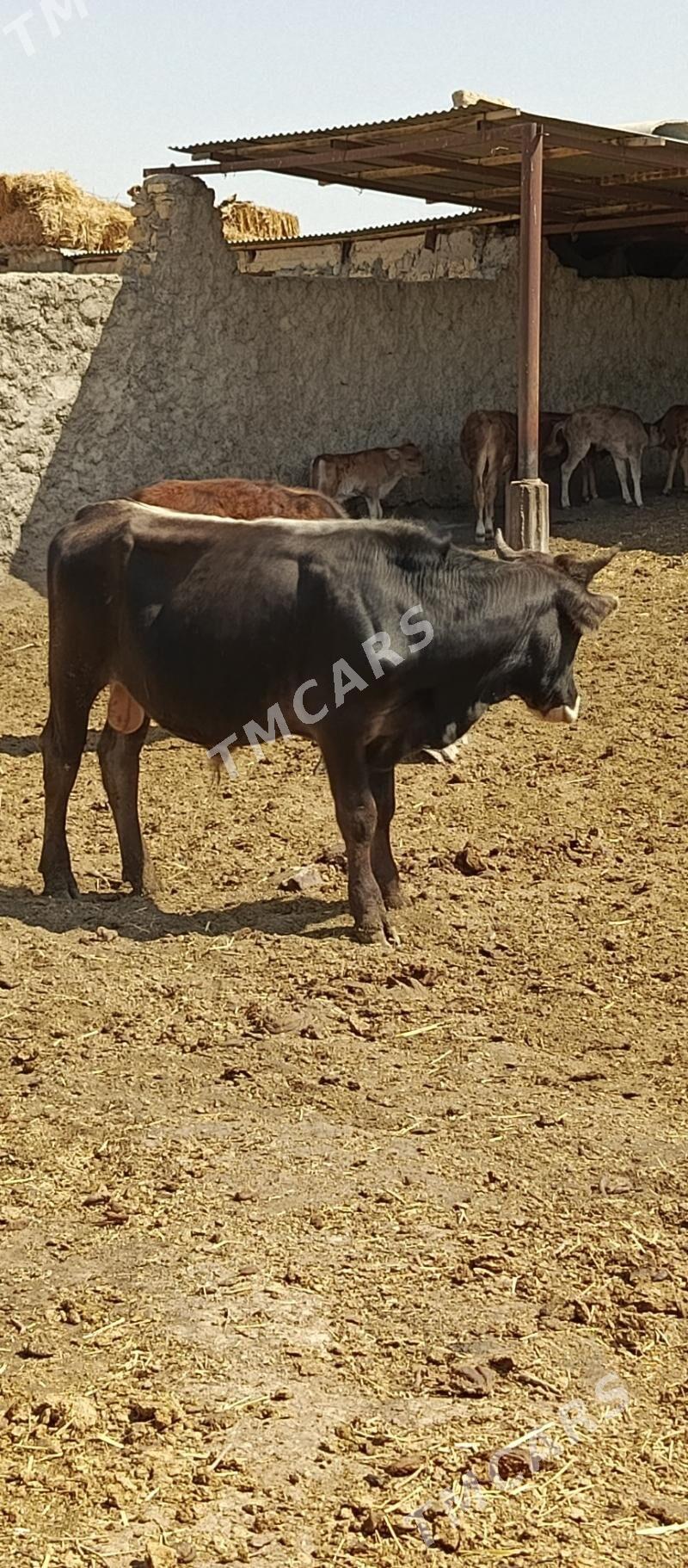 öküzler. - Gyzylarbat - img 2