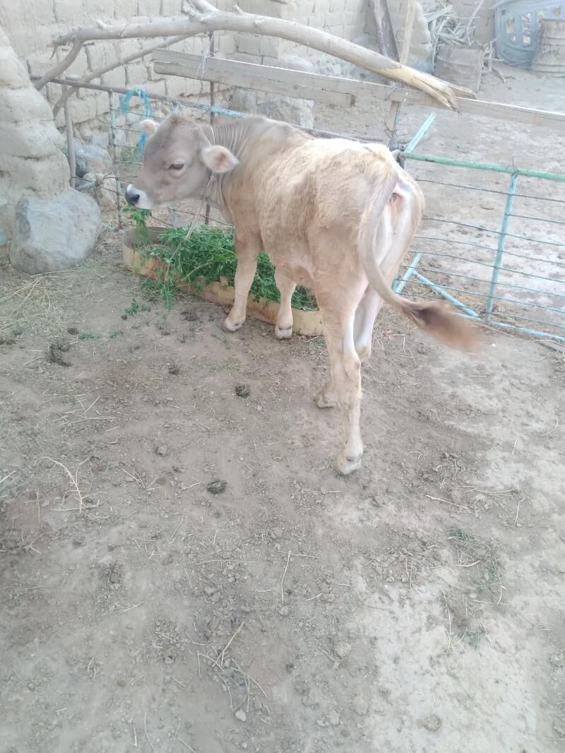 ÖKÜZÇLI BOGOZ SYGYR - Gyzylarbat - img 2