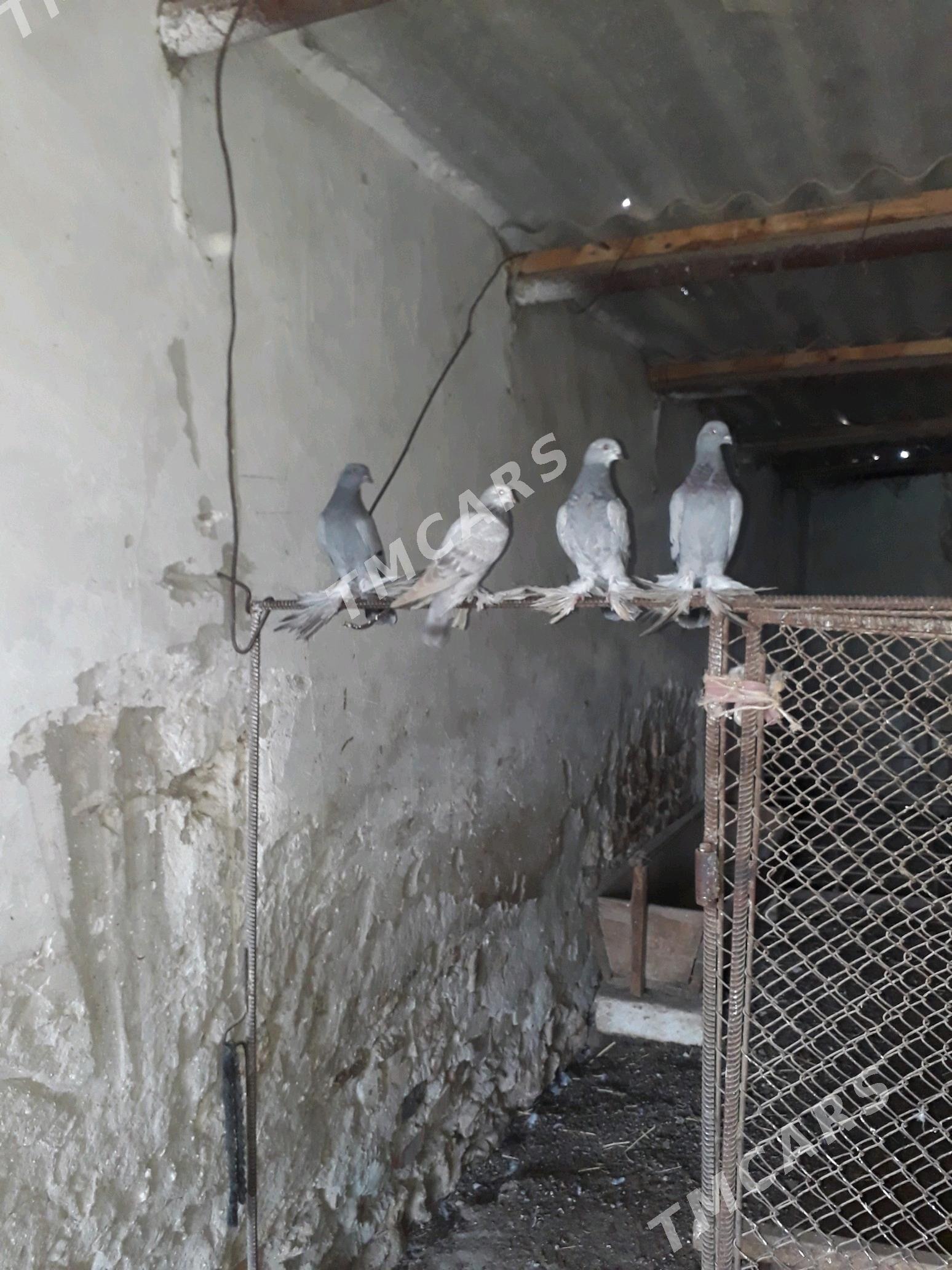 pawlin kepderi - Gyzylarbat - img 3