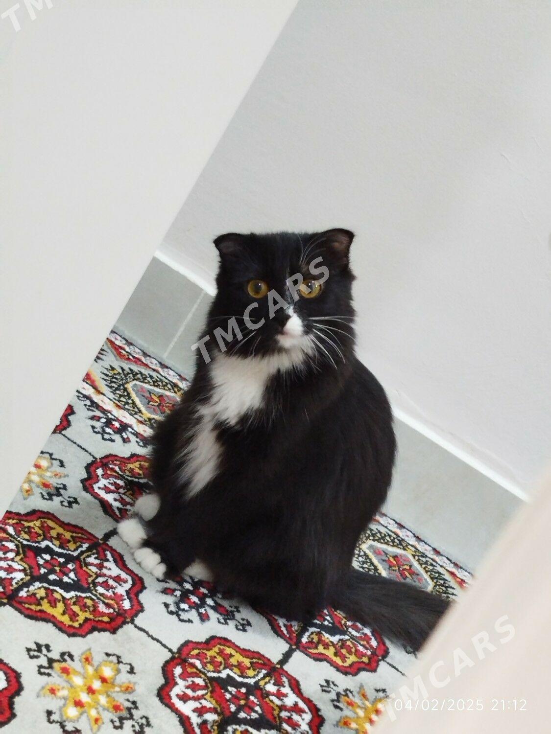 şotlant mitiska pişik mugt - Arkadag - img 3