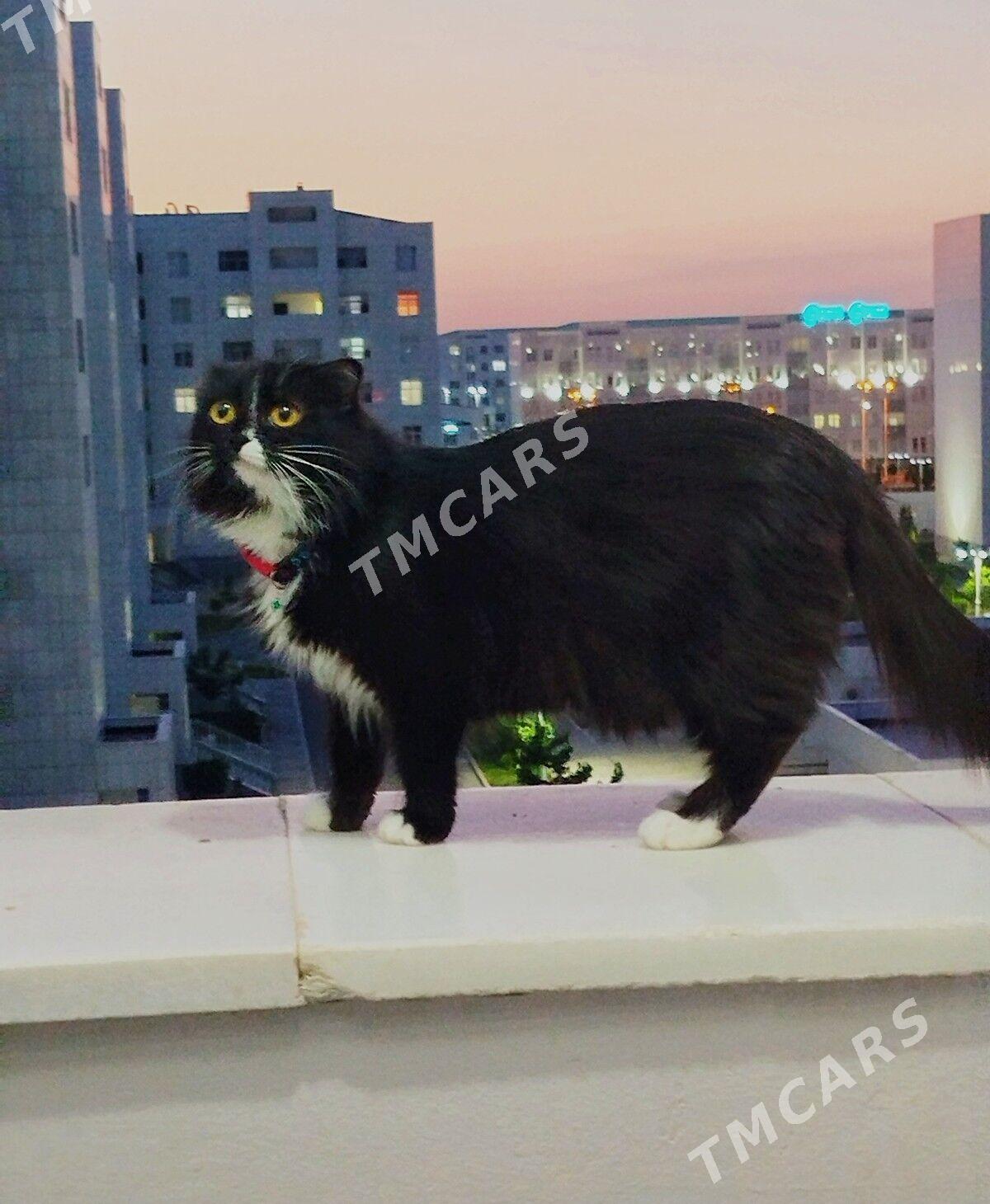 şotlant mitiska pişik mugt - Arkadag - img 2