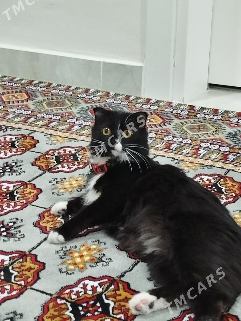 şotlant mitiska pişik mugt - Arkadag - img 4