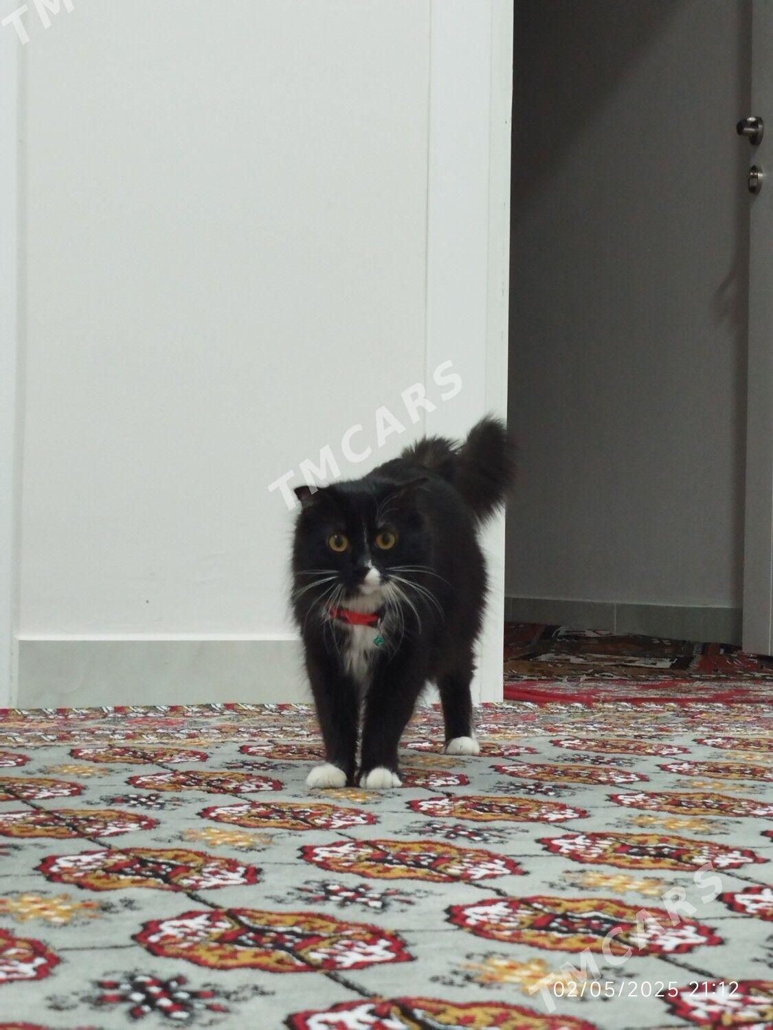 şotlant mitiska pişik mugt - Arkadag - img 6
