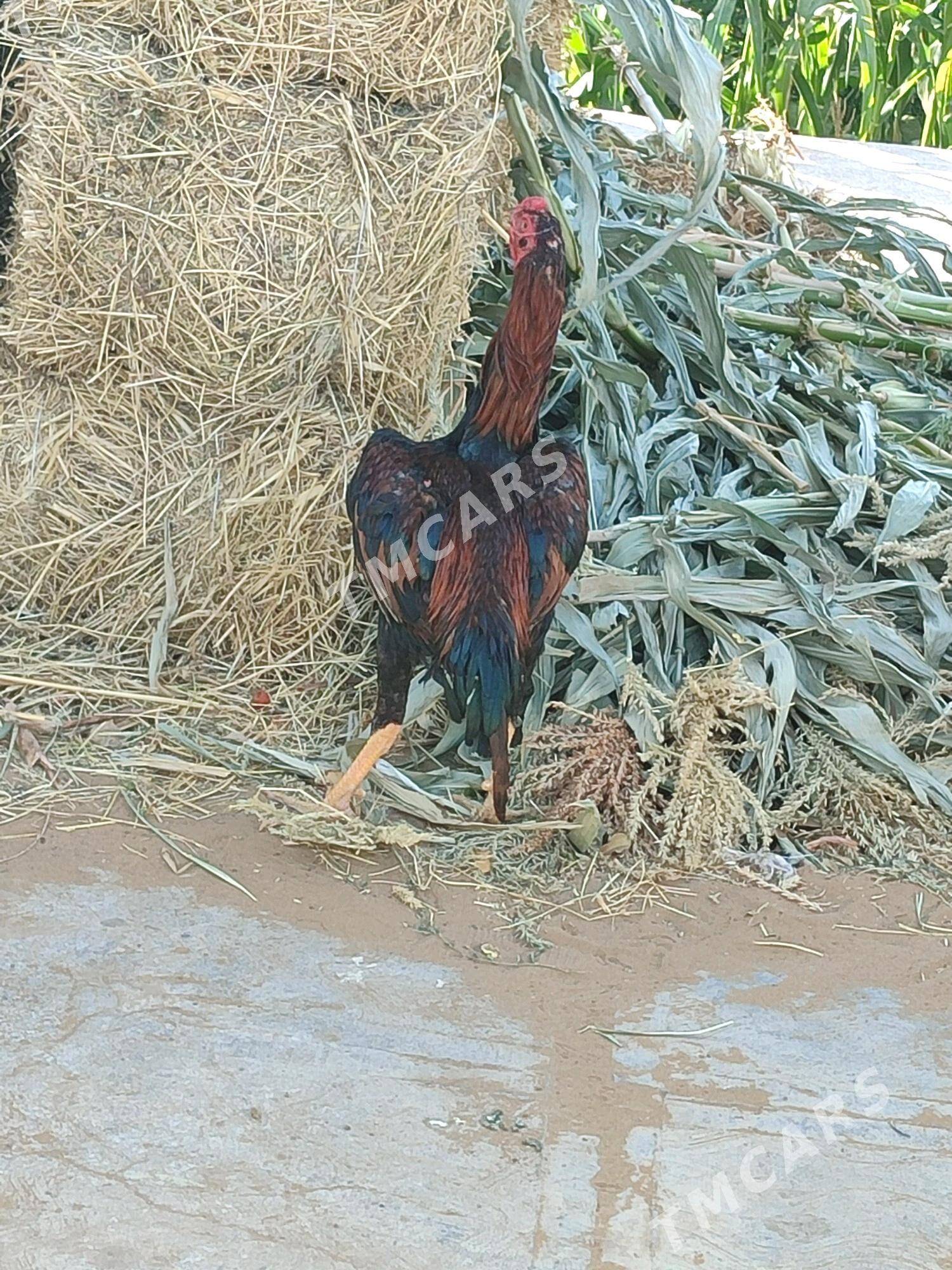 horaz - Wekilbazar - img 2