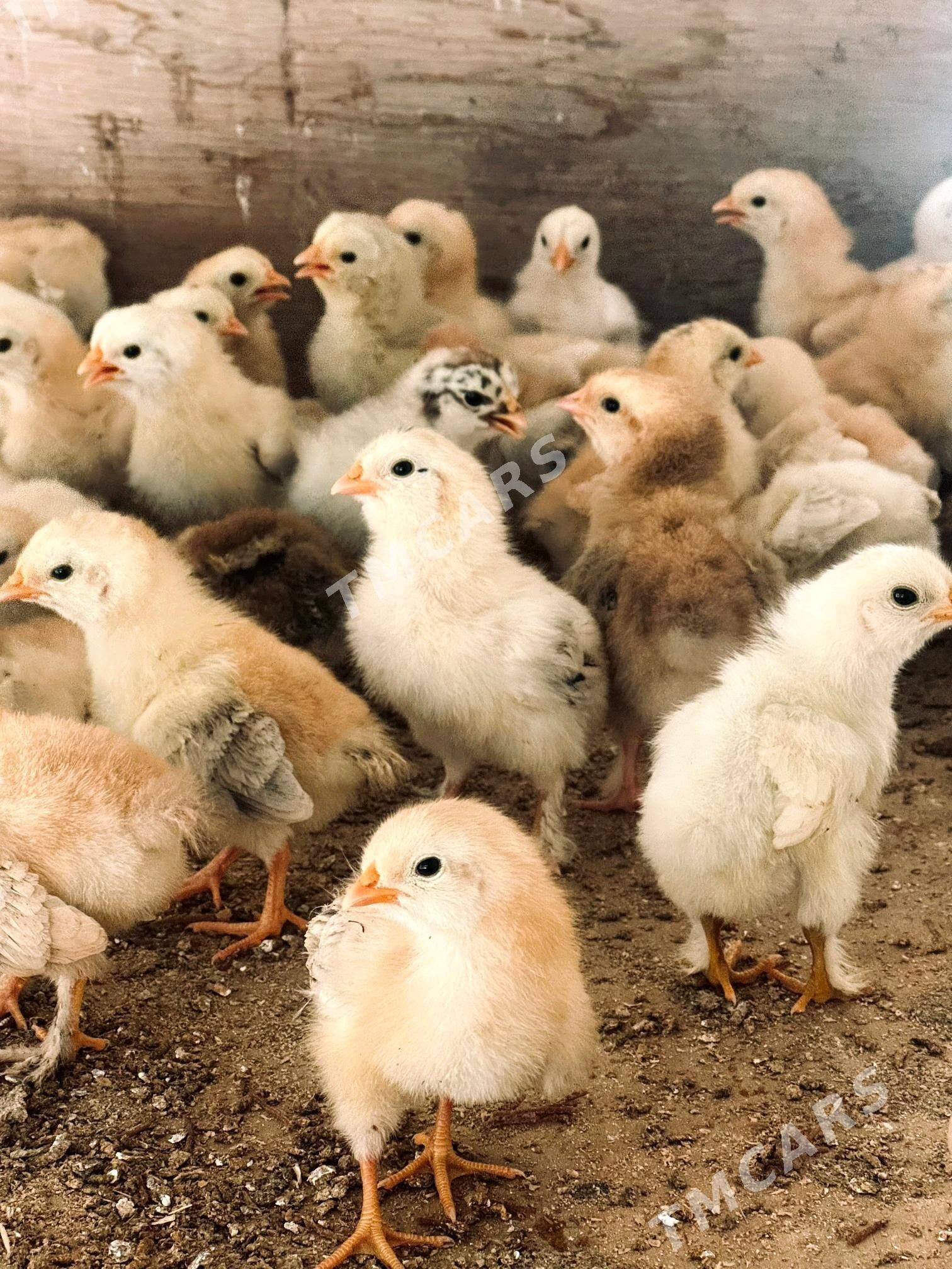 Juyje enkubator - Köşi - img 6