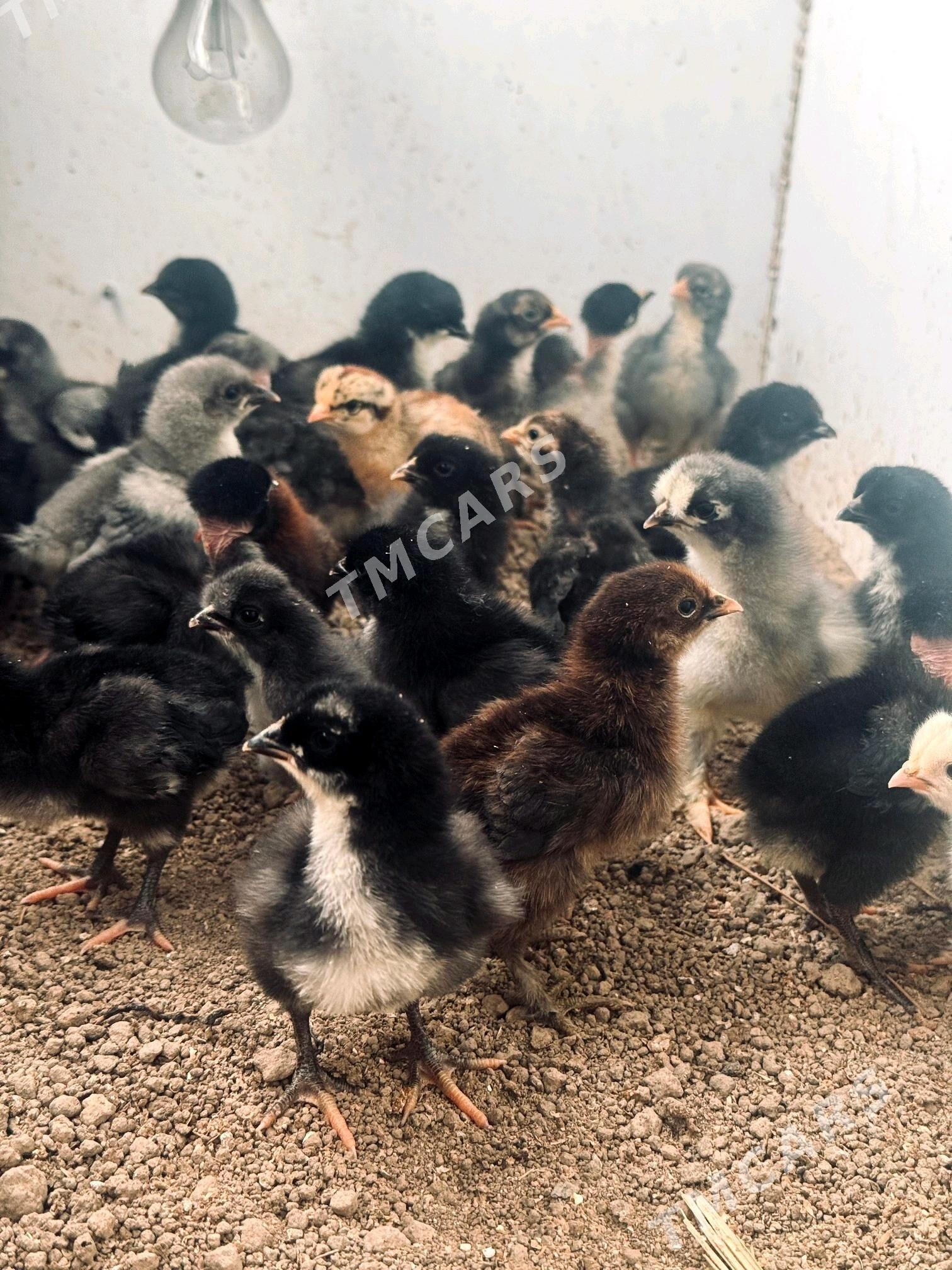 Juyje enkubator - Köşi - img 7