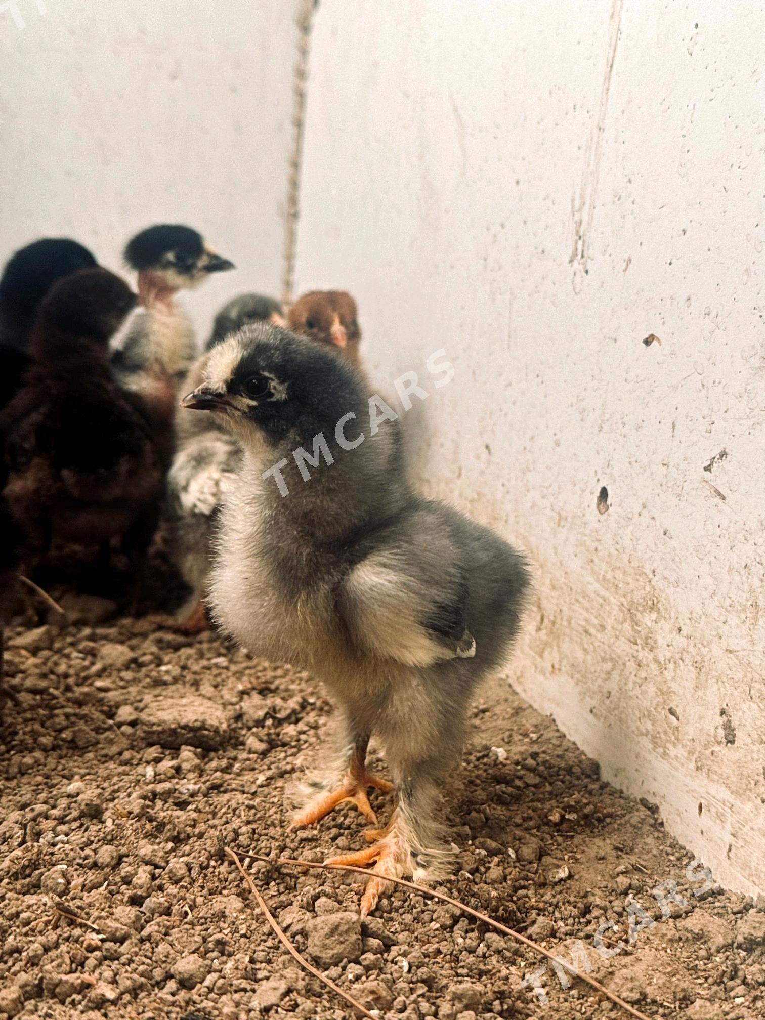 Juyje enkubator - Köşi - img 3