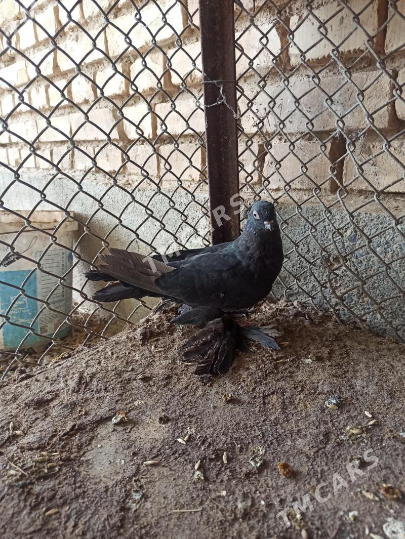 kepderi - Kaka - img 3